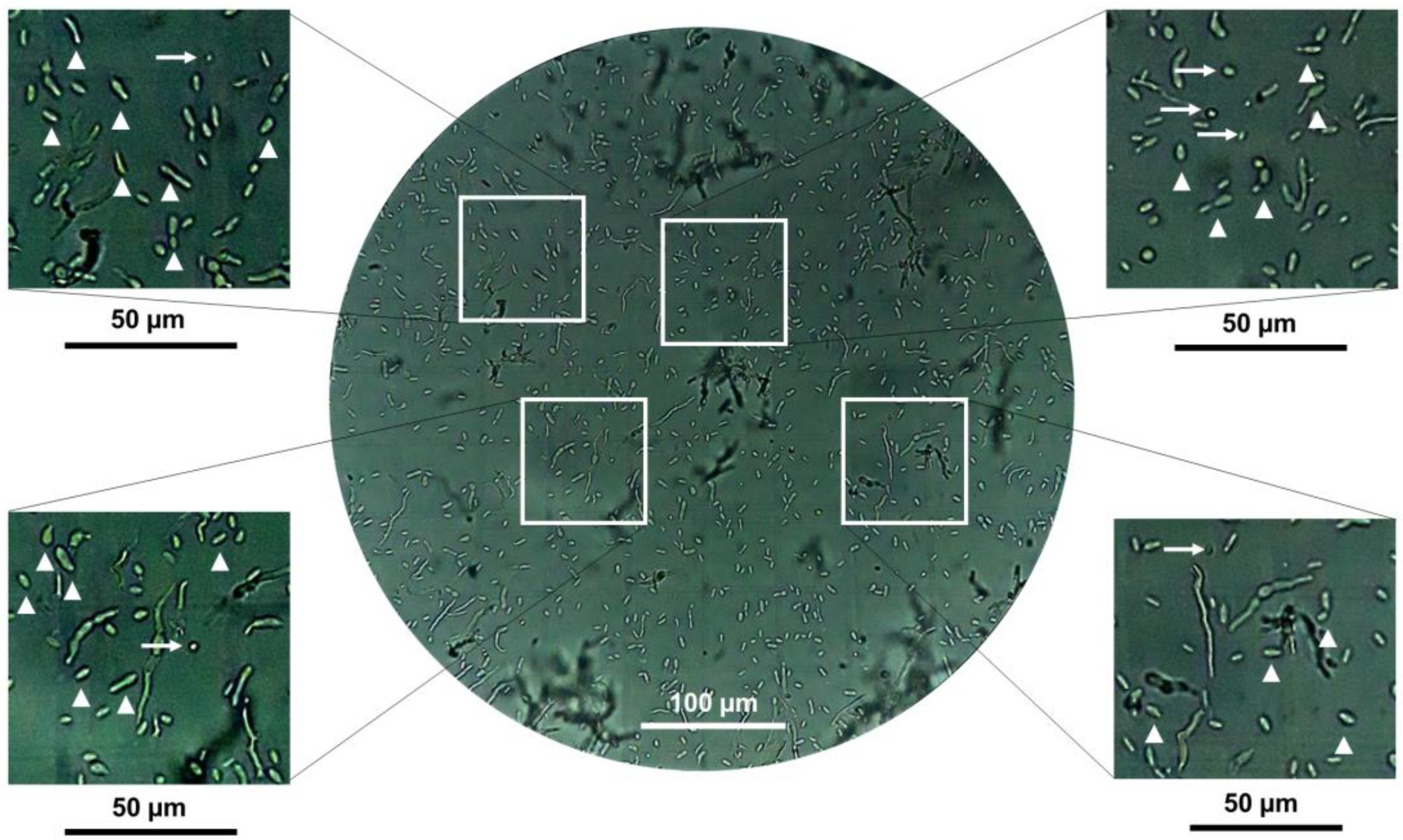 Jof 09 01135 g007 Jof 09 01135 g007