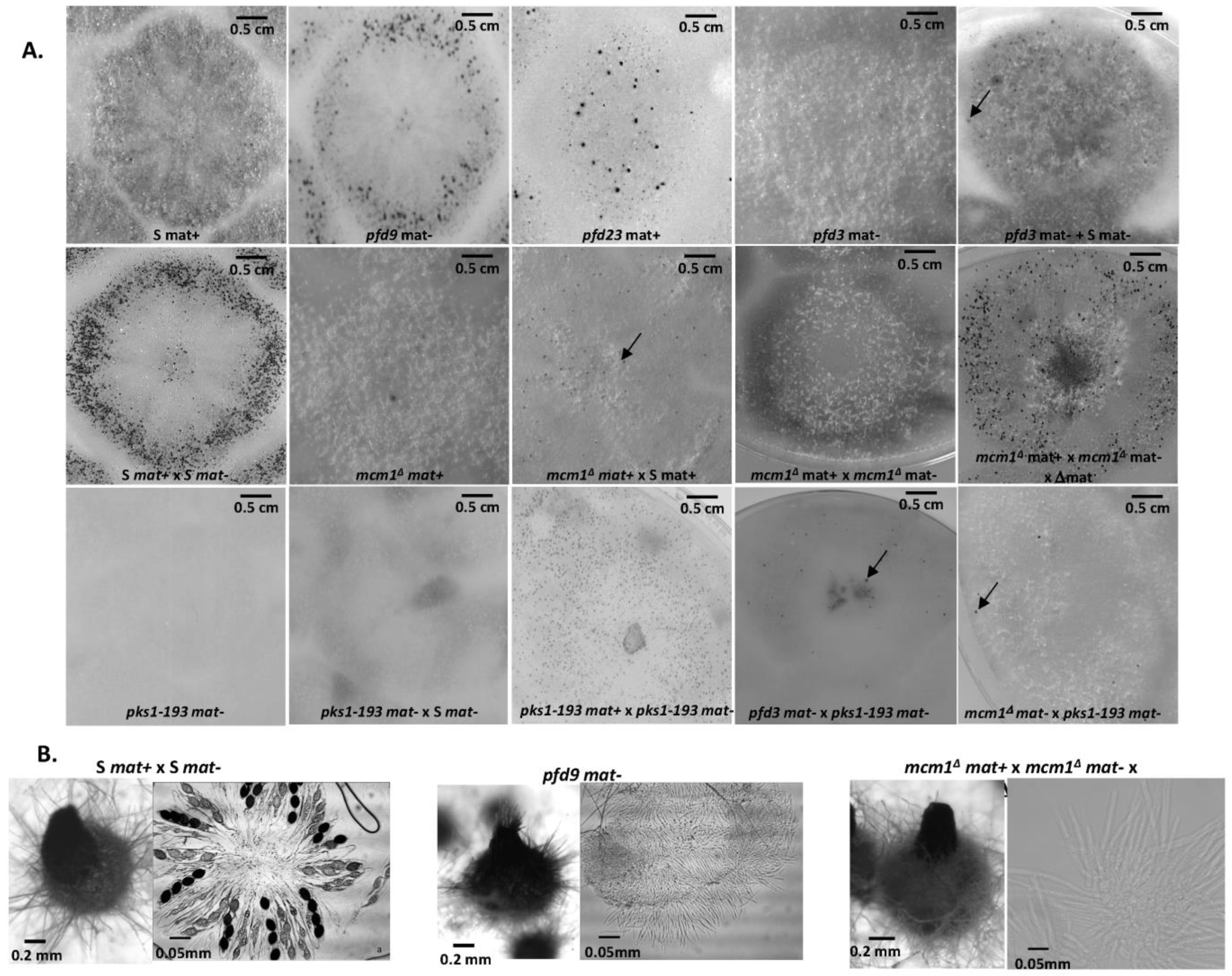 Jof 10 00079 g002 Jof 10 00079 g002