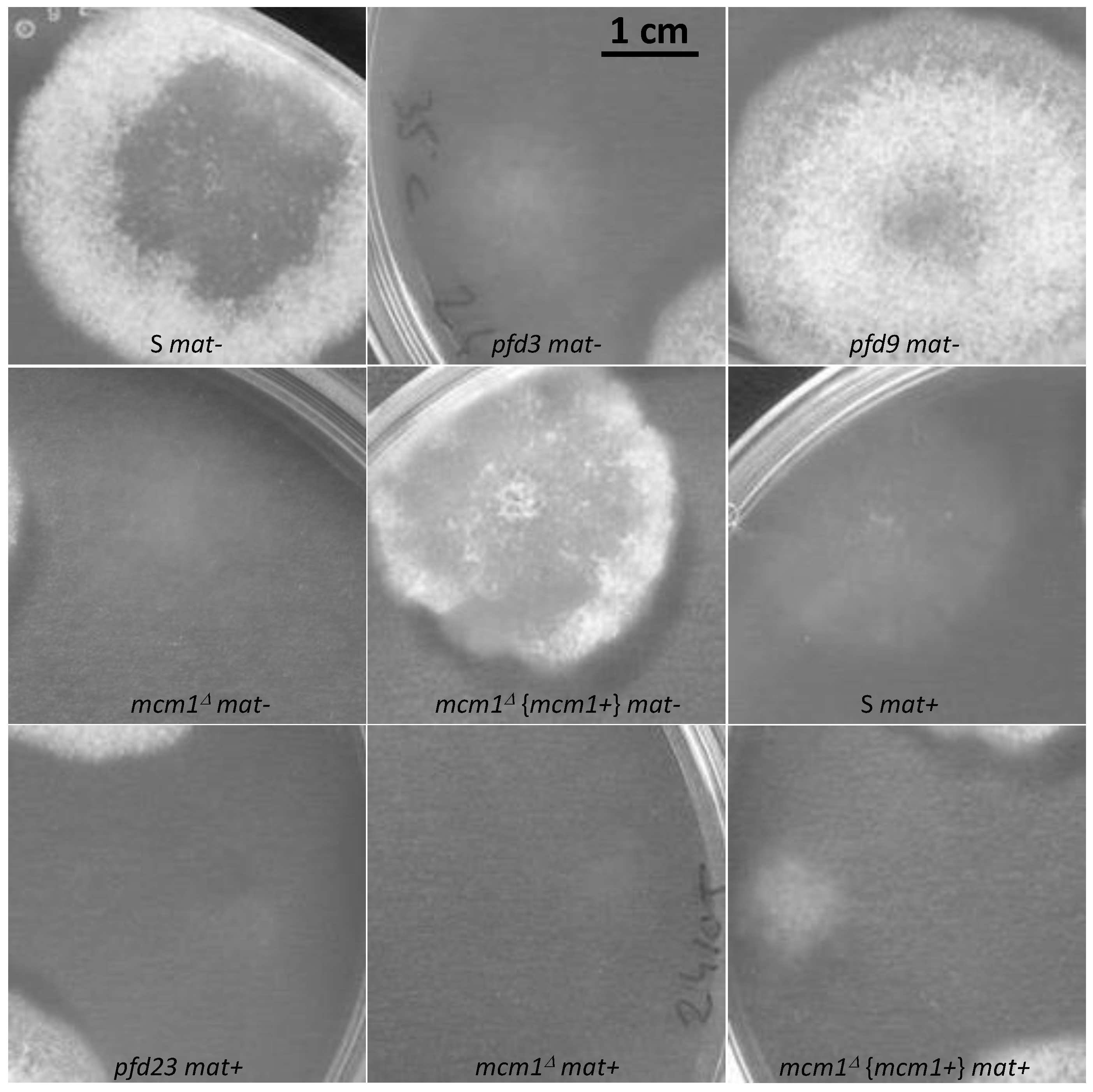 Jof 10 00079 g005 Jof 10 00079 g005