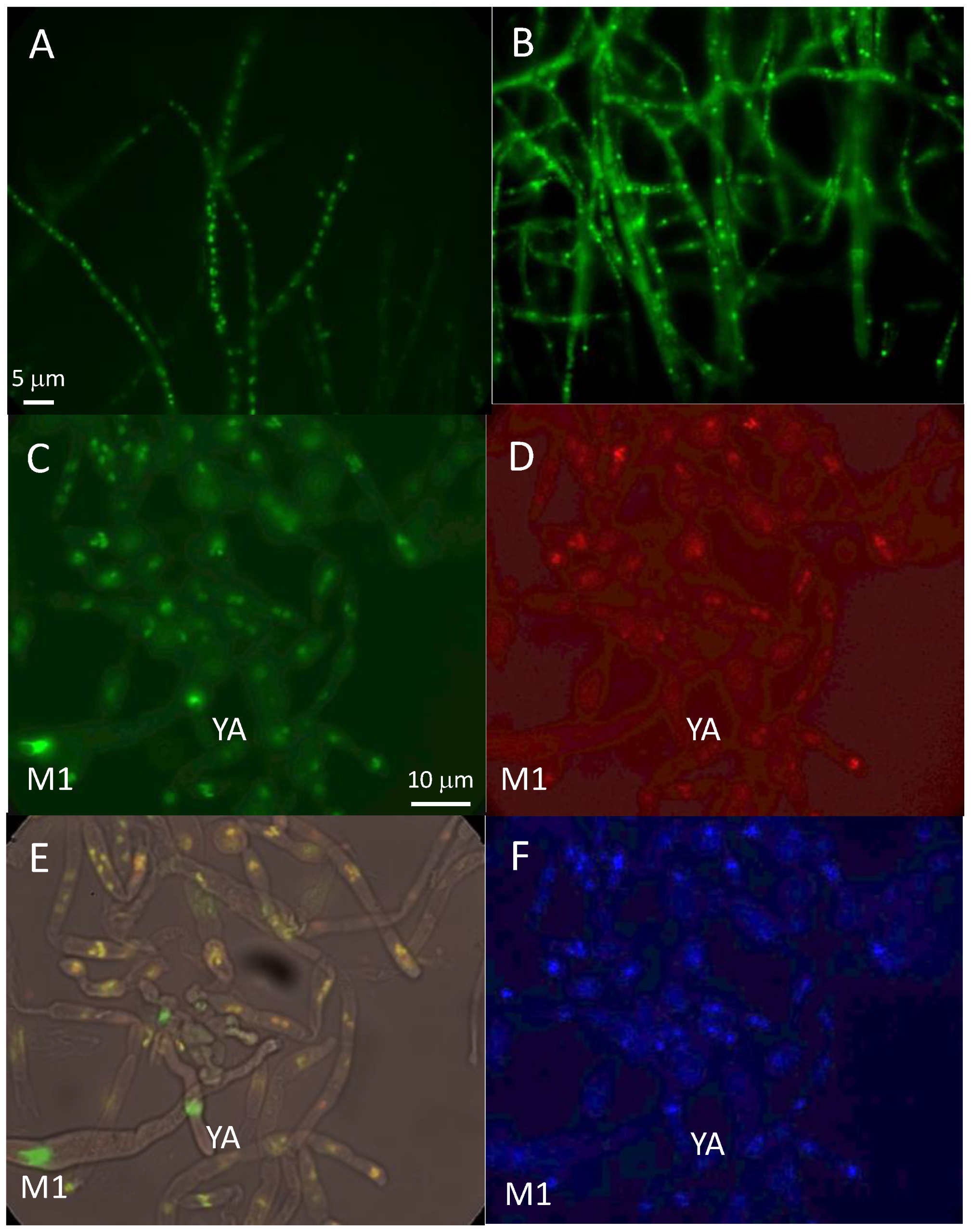 Jof 10 00079 g007 Jof 10 00079 g007
