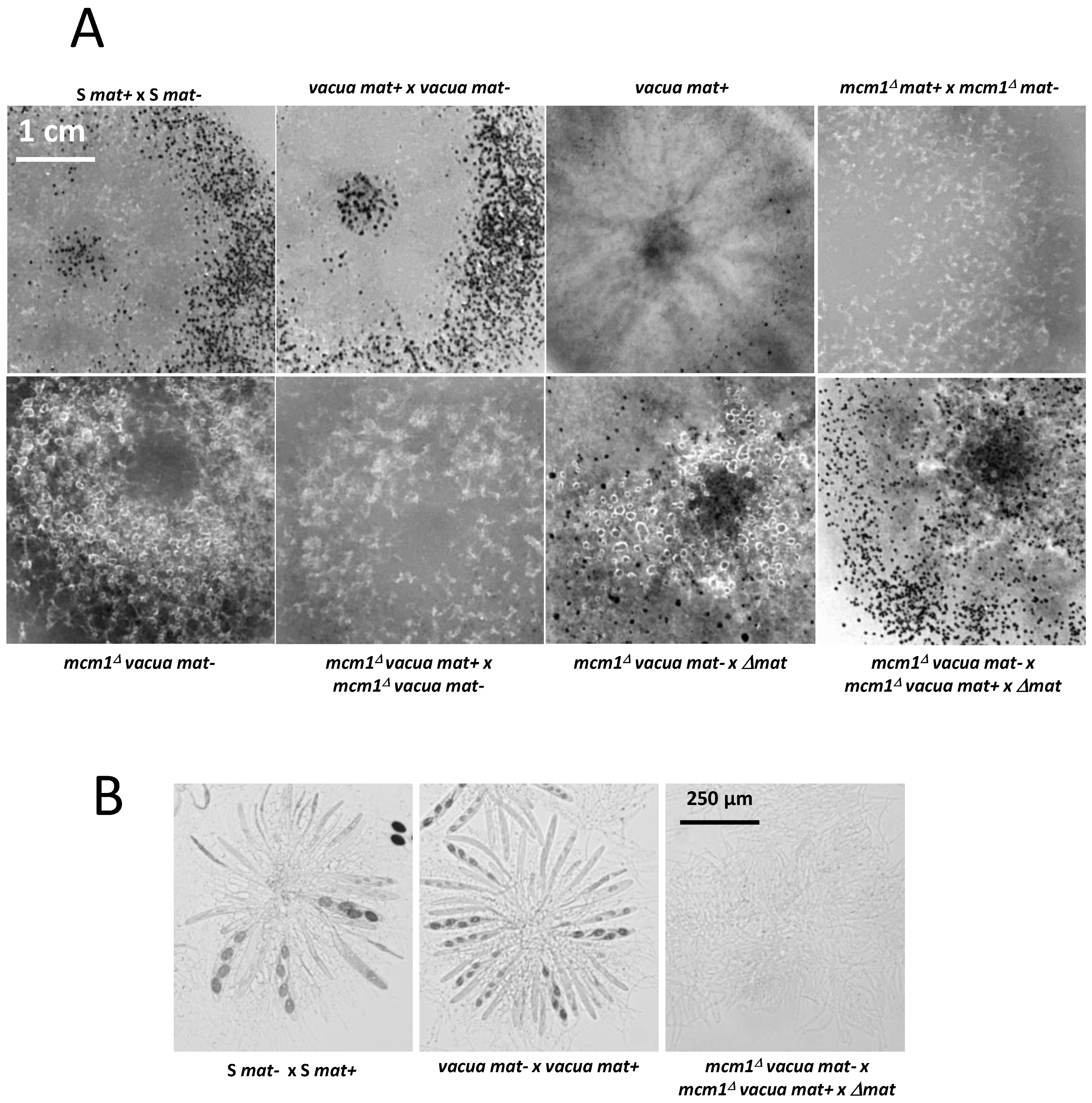 Jof 10 00079 g009 Jof 10 00079 g009