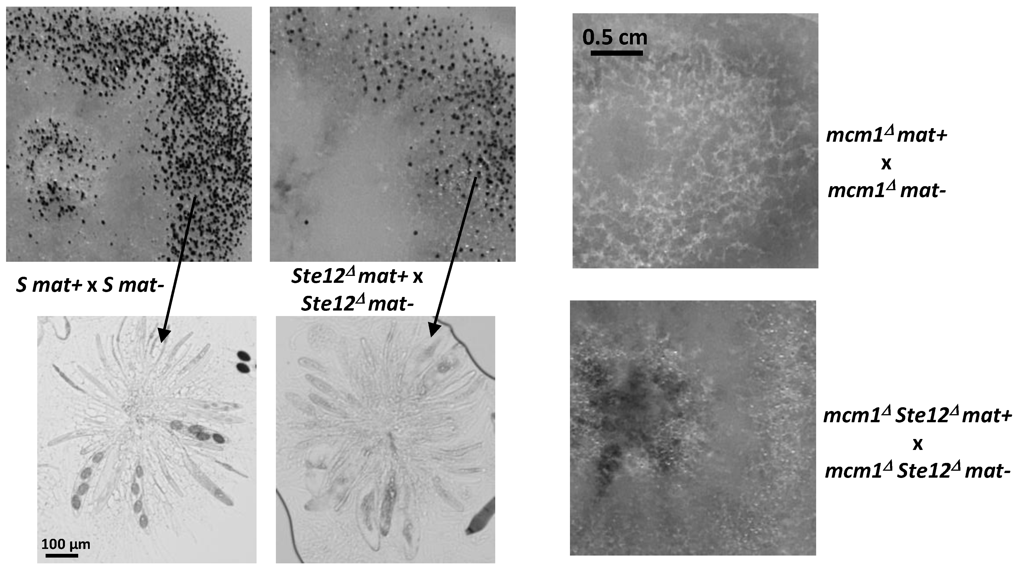 Jof 10 00079 g010 Jof 10 00079 g010