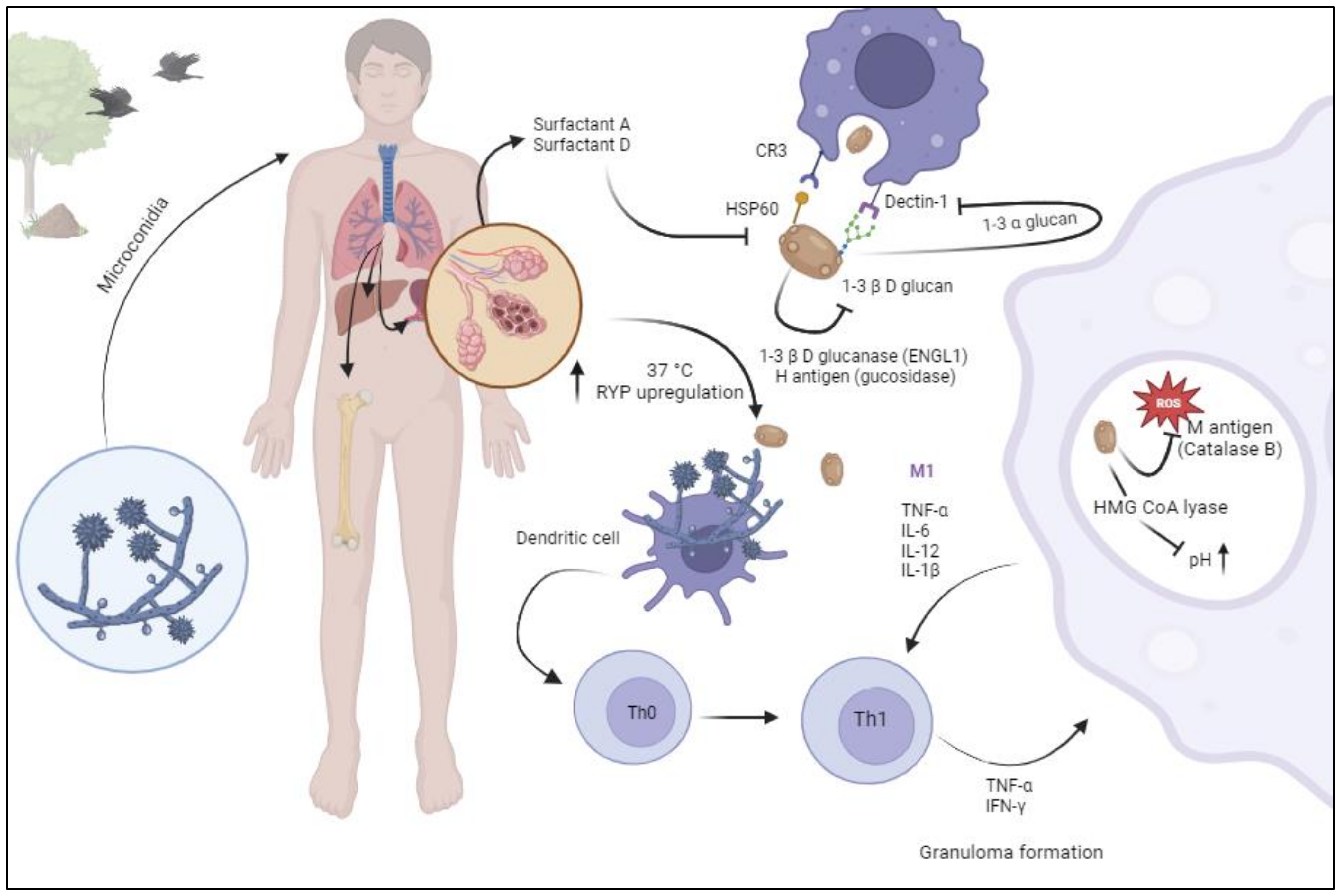 Jof 10 00124 g001 Jof 10 00124 g001