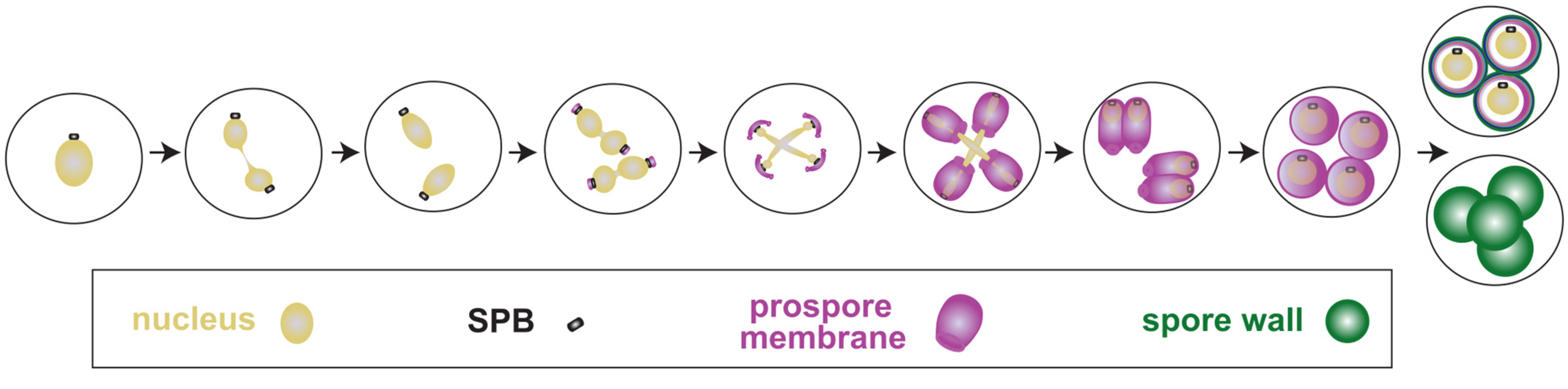 Jof 10 00132 g001 Jof 10 00132 g001