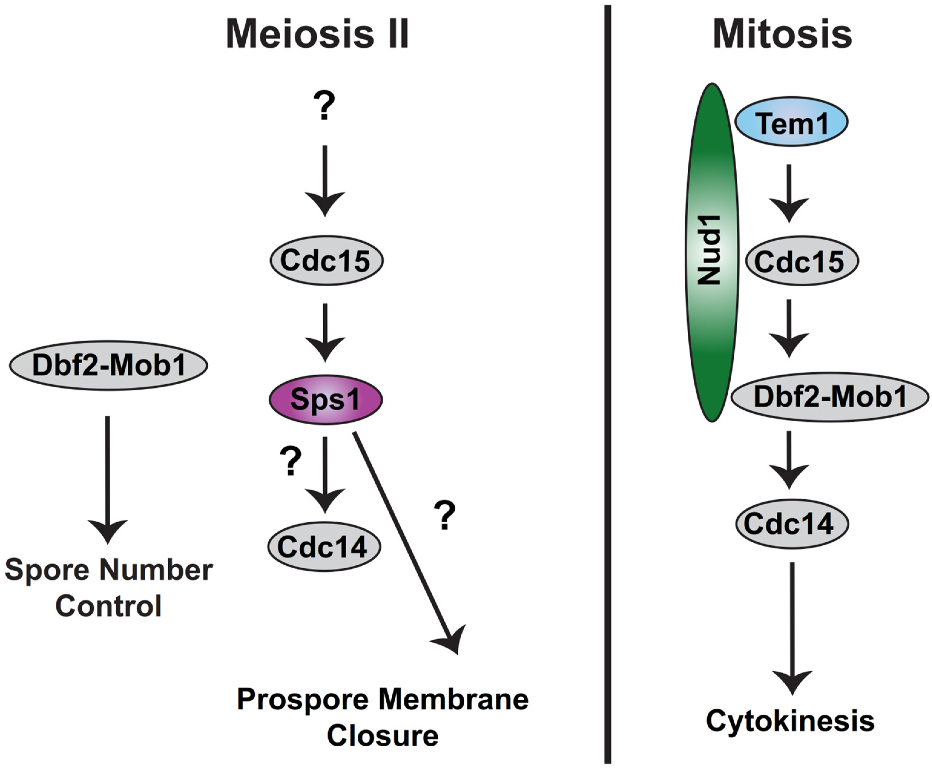 Jof 10 00132 g003 Jof 10 00132 g003
