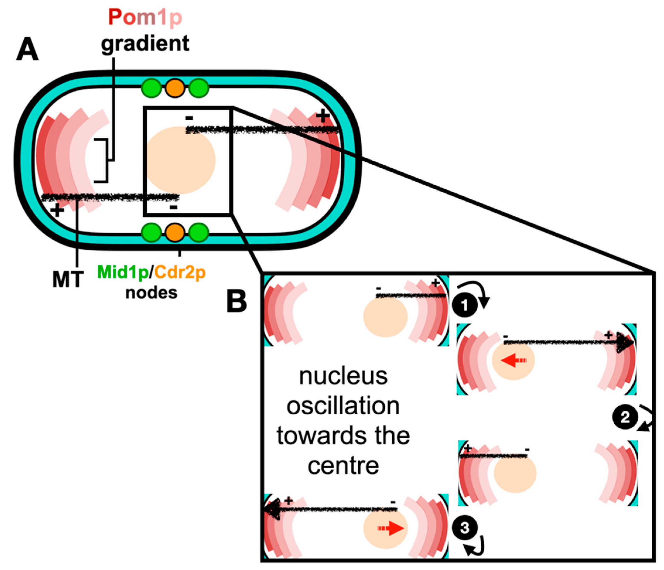 Jof 10 00154 g001 Jof 10 00154 g001