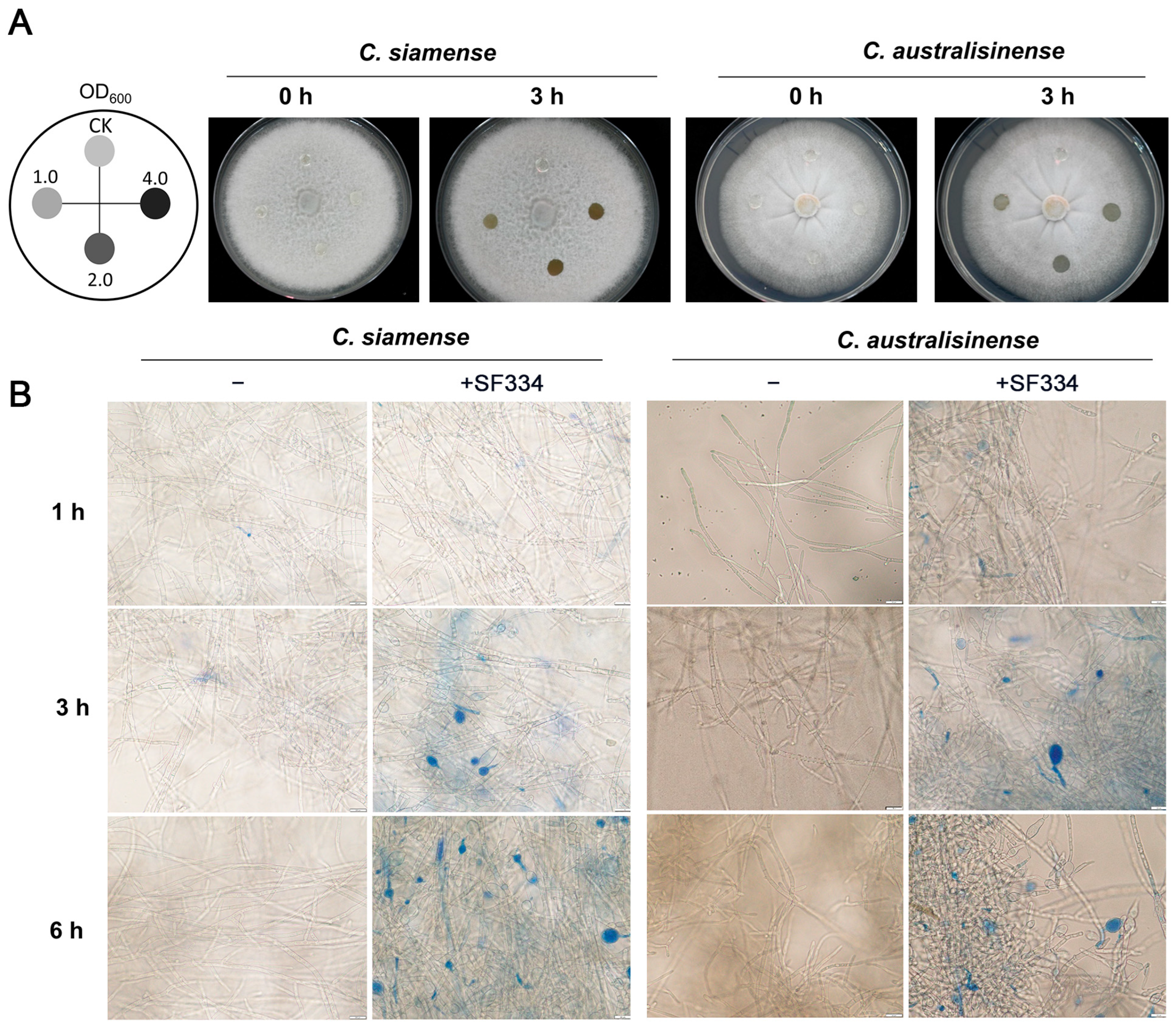 Jof 10 00158 g004 Jof 10 00158 g004