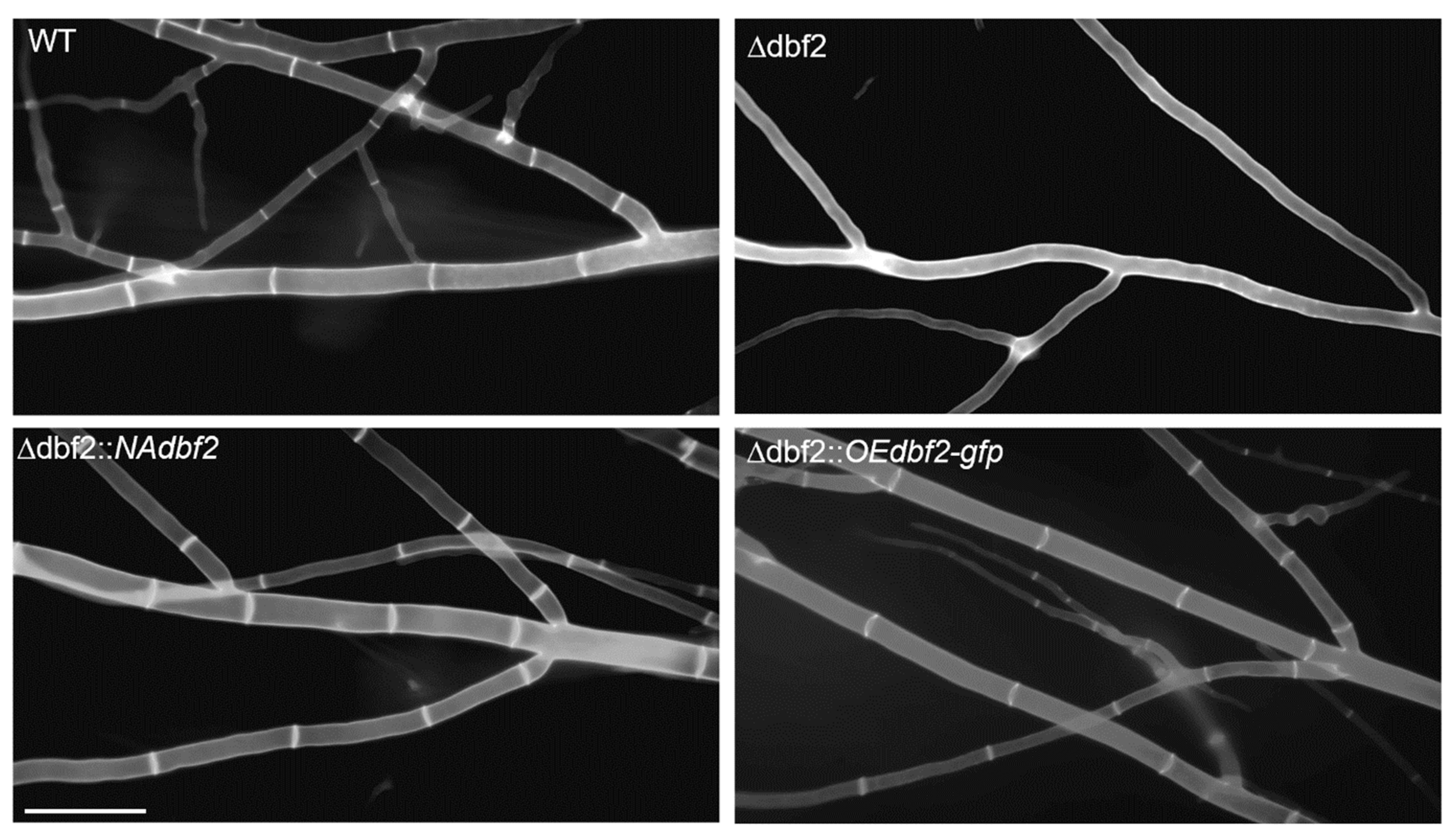 Jof 10 00177 g001 Jof 10 00177 g001