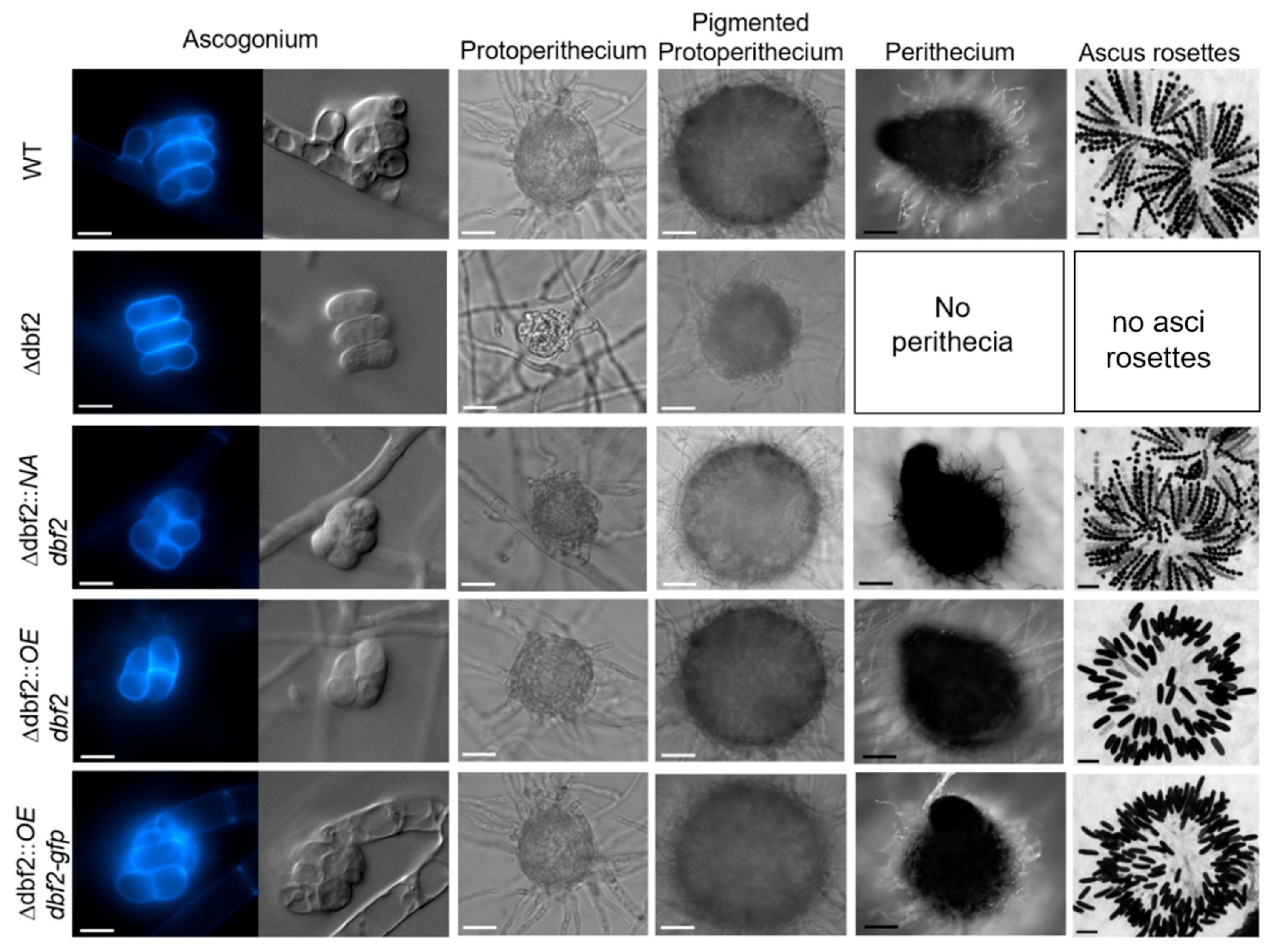 Jof 10 00177 g002 Jof 10 00177 g002