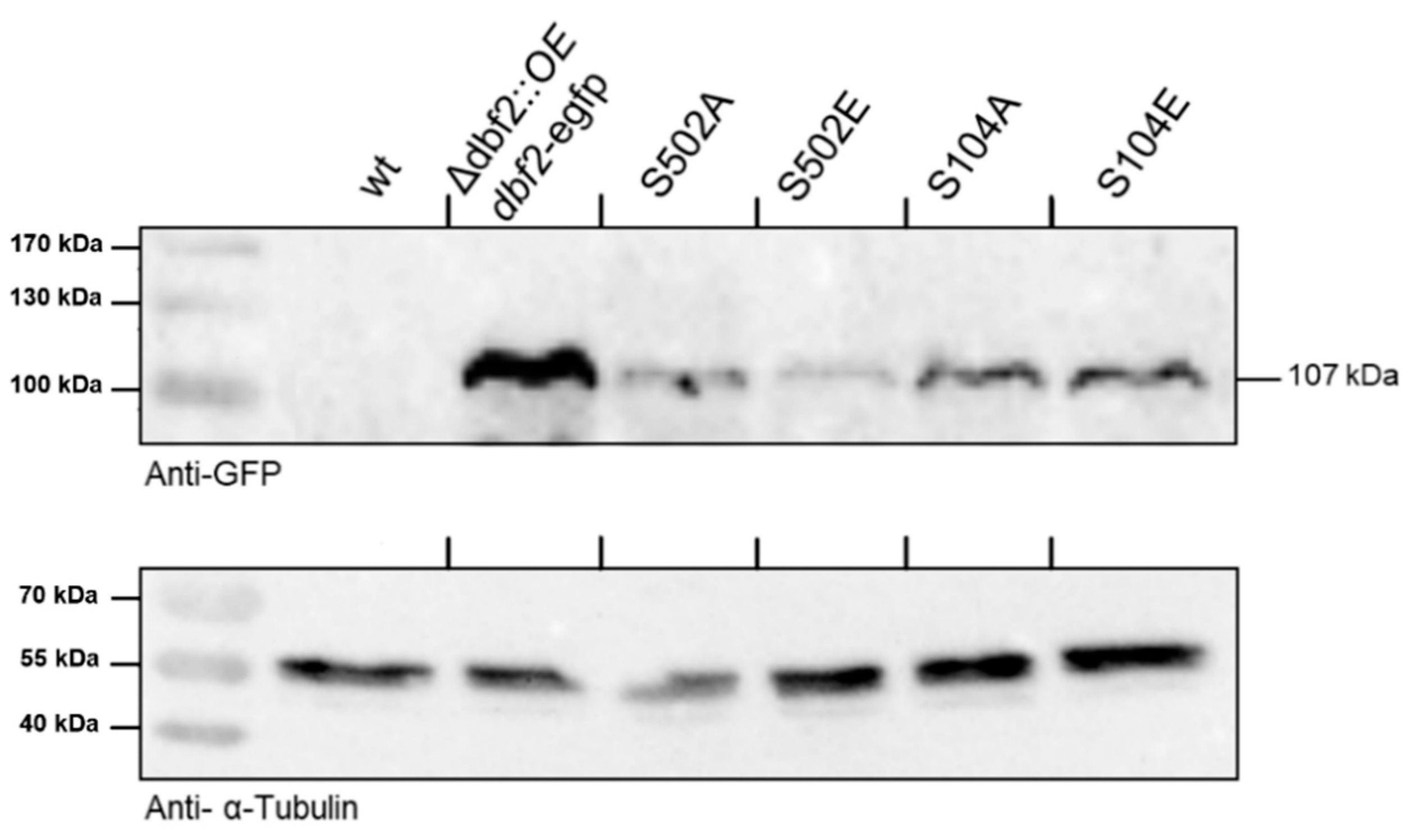 Jof 10 00177 g004 Jof 10 00177 g004