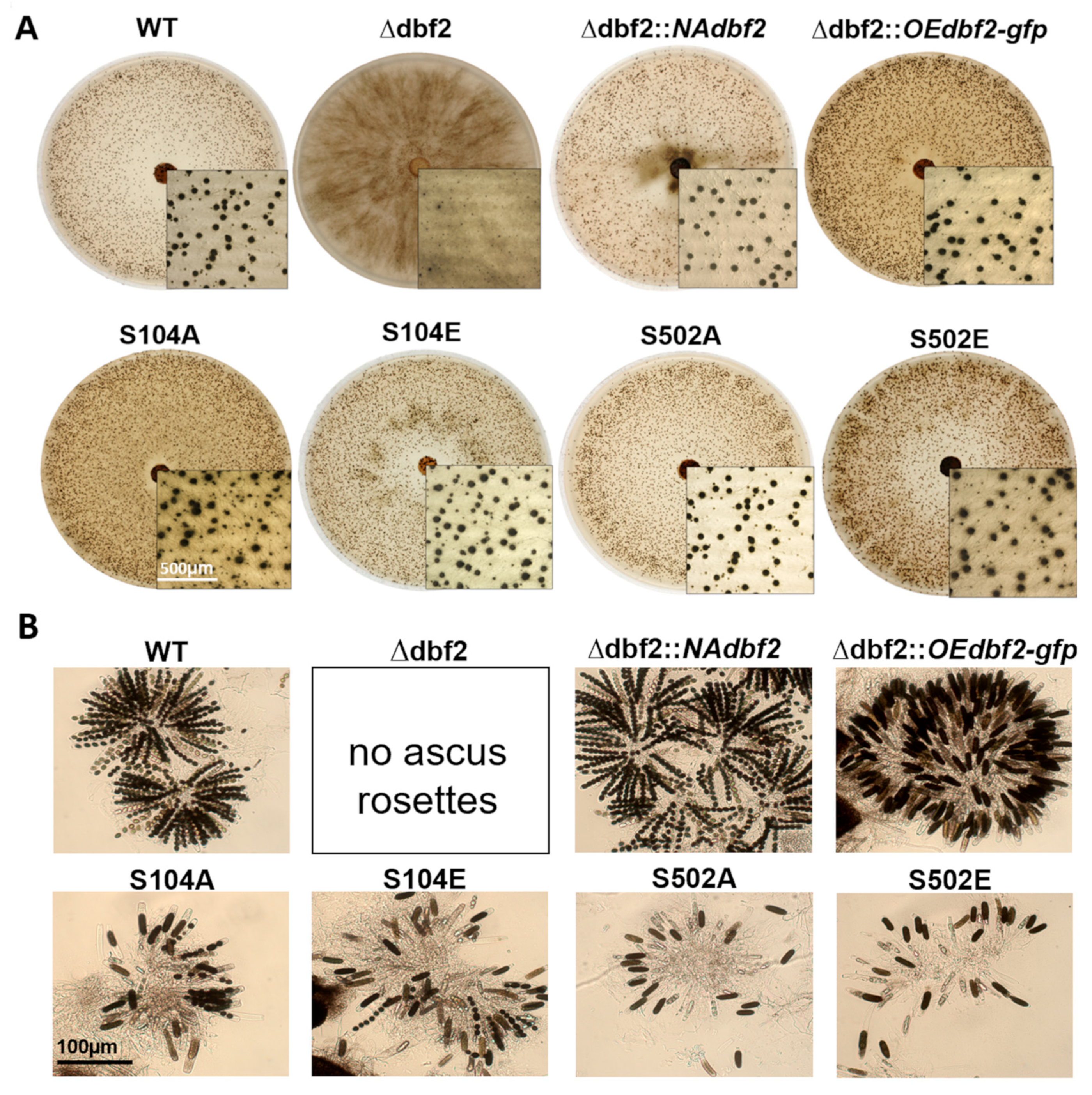 Jof 10 00177 g005a Jof 10 00177 g005a
