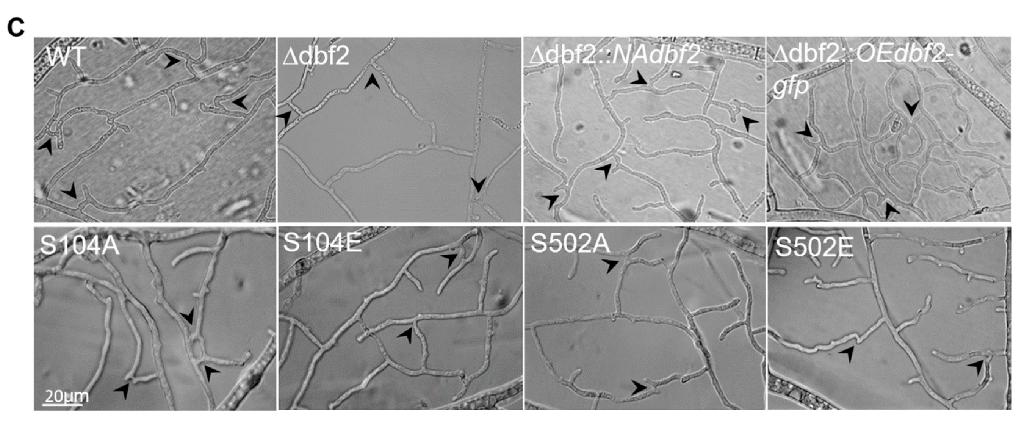 Jof 10 00177 g005b Jof 10 00177 g005b