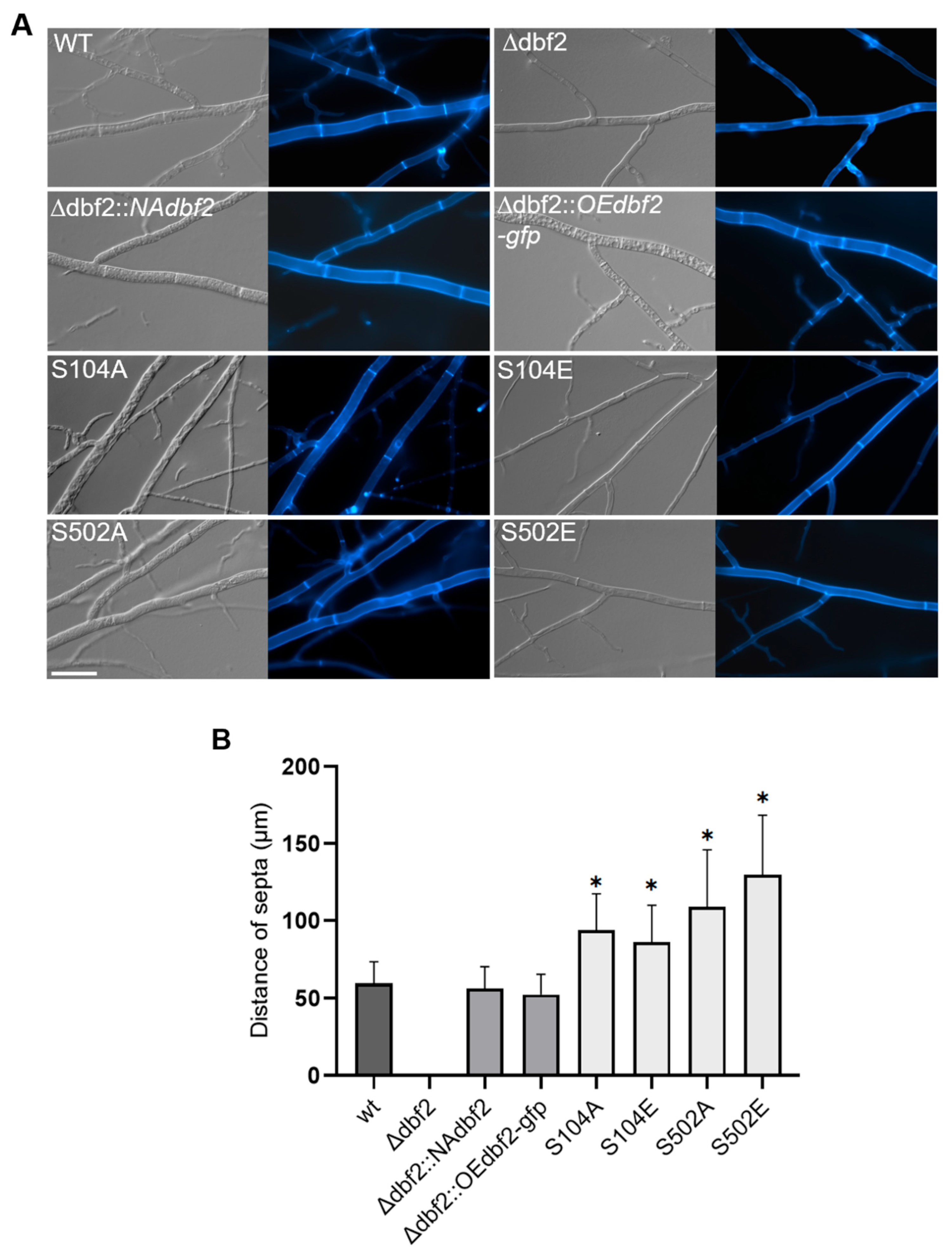Jof 10 00177 g007 Jof 10 00177 g007