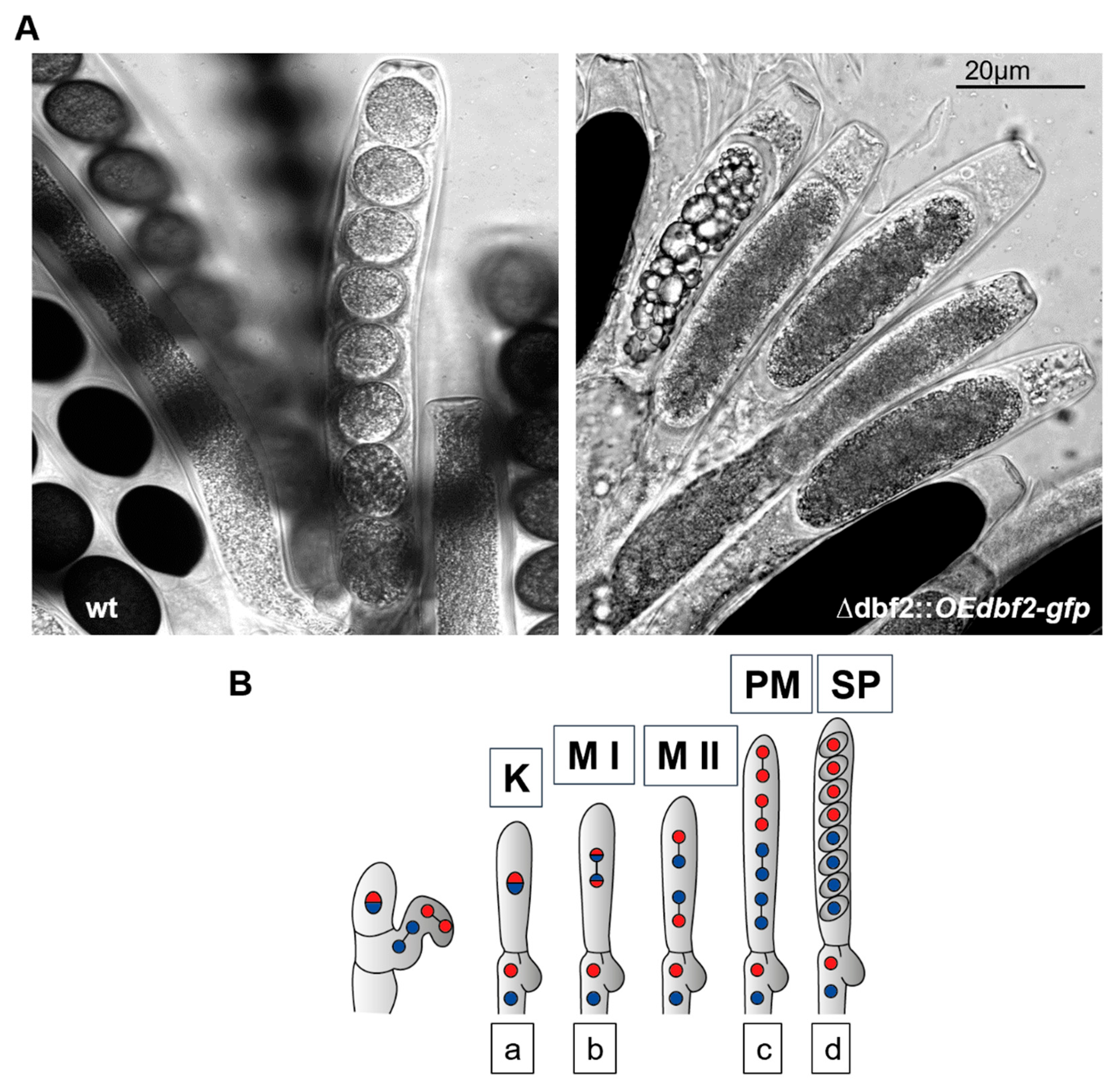 Jof 10 00177 g008a Jof 10 00177 g008a