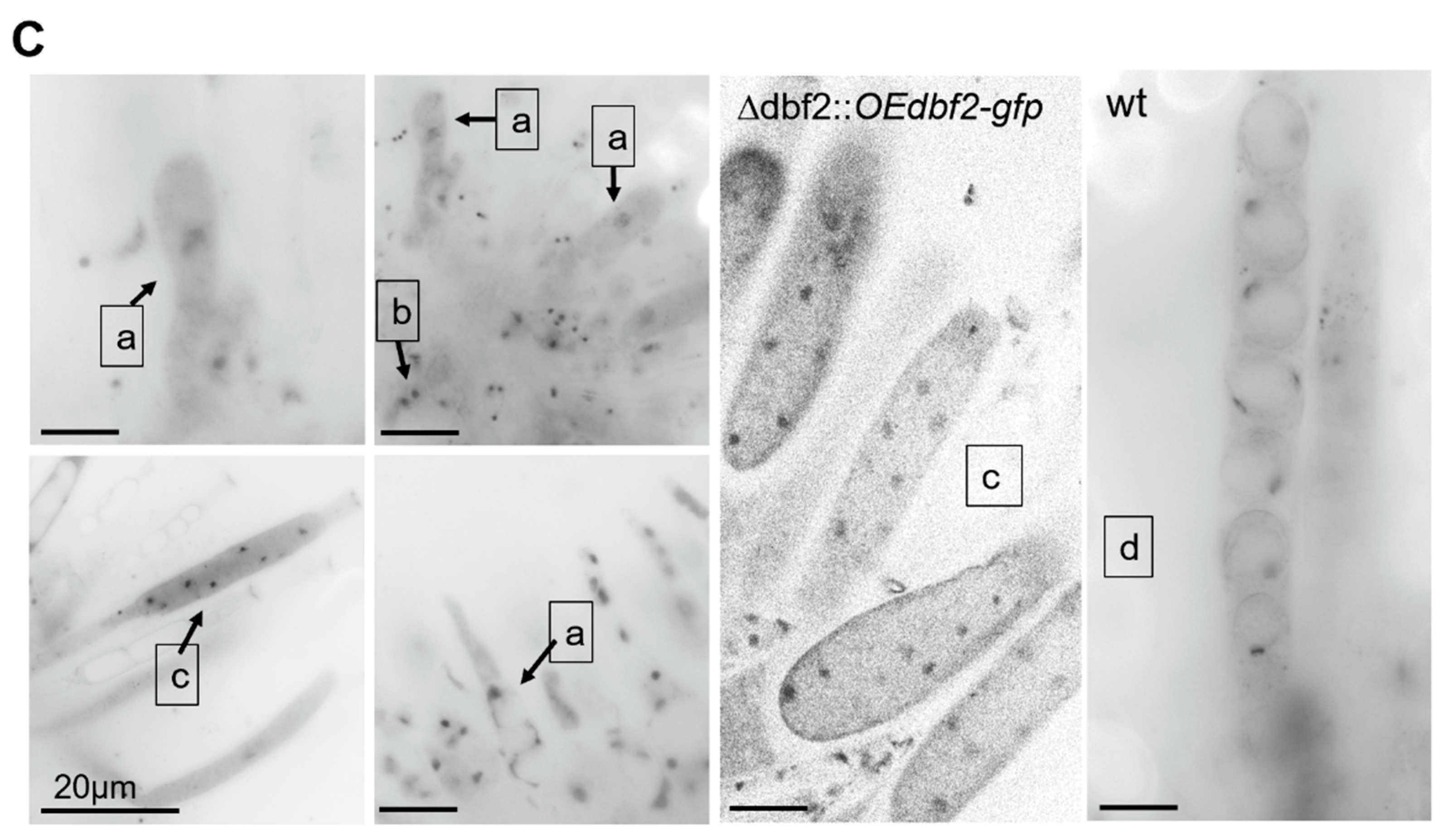 Jof 10 00177 g008b Jof 10 00177 g008b