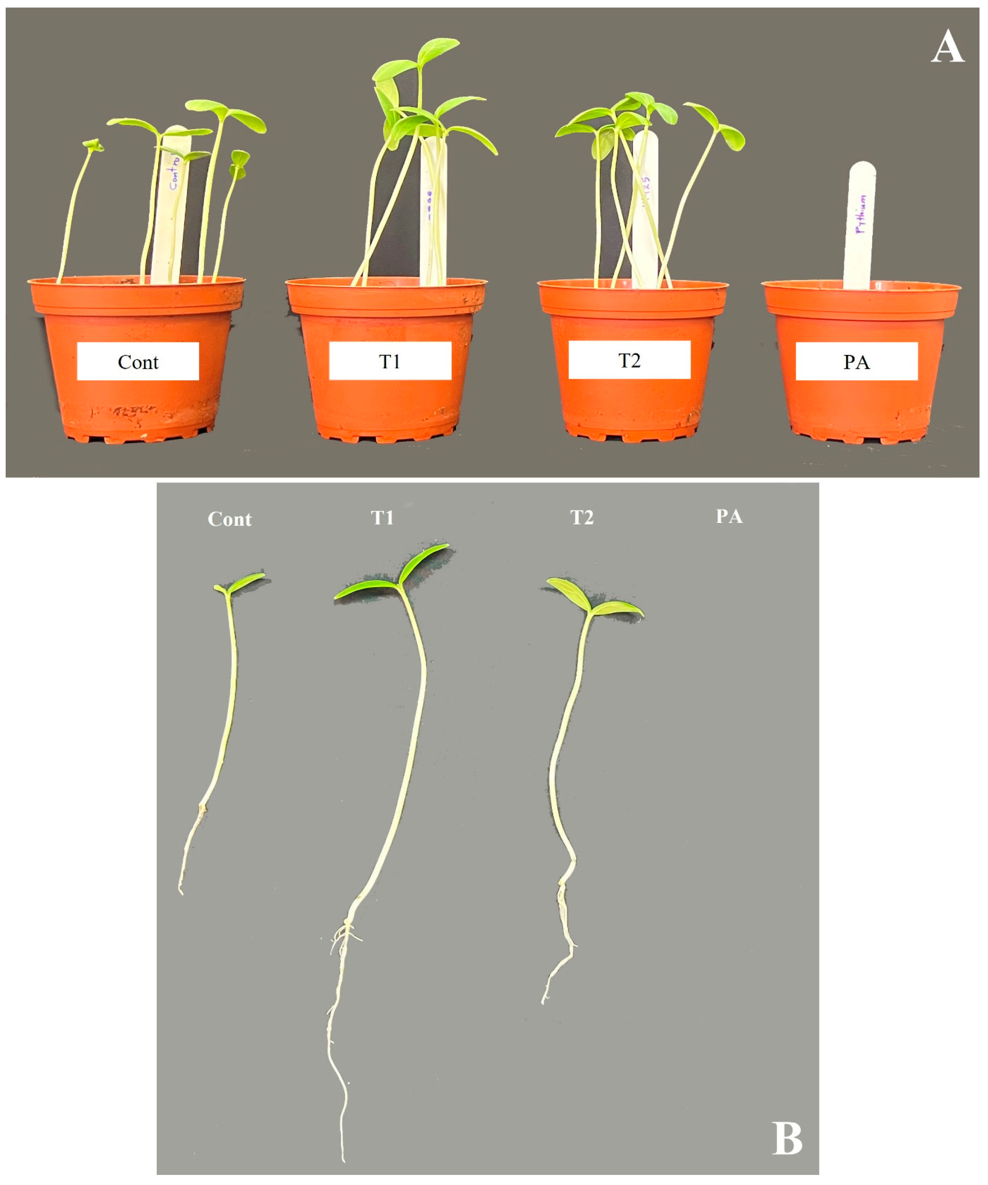 Jof 10 00284 g005 Jof 10 00284 g005