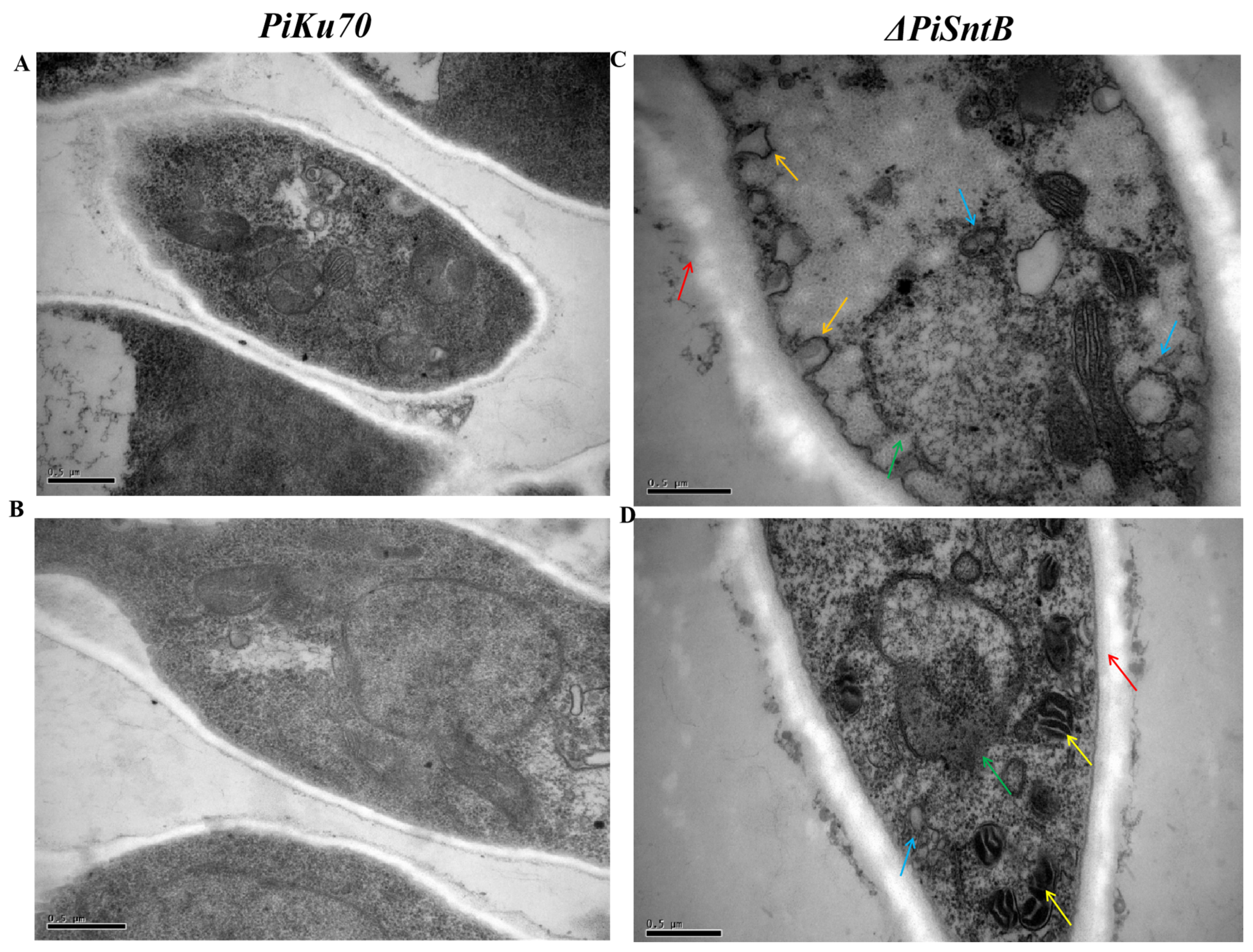 Jof 10 00368 g003 Jof 10 00368 g003