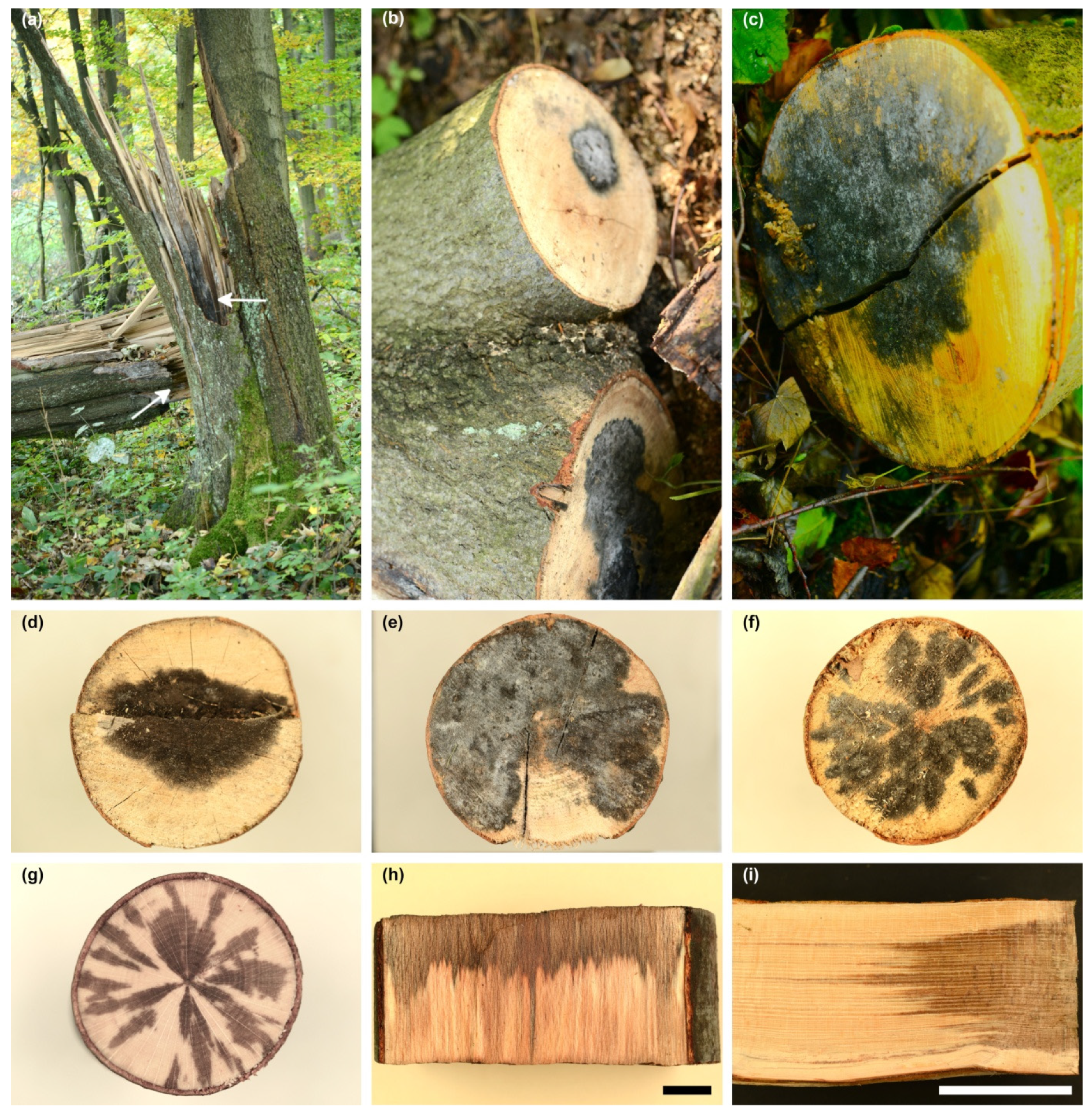 Jof 10 00465 g002 Jof 10 00465 g002