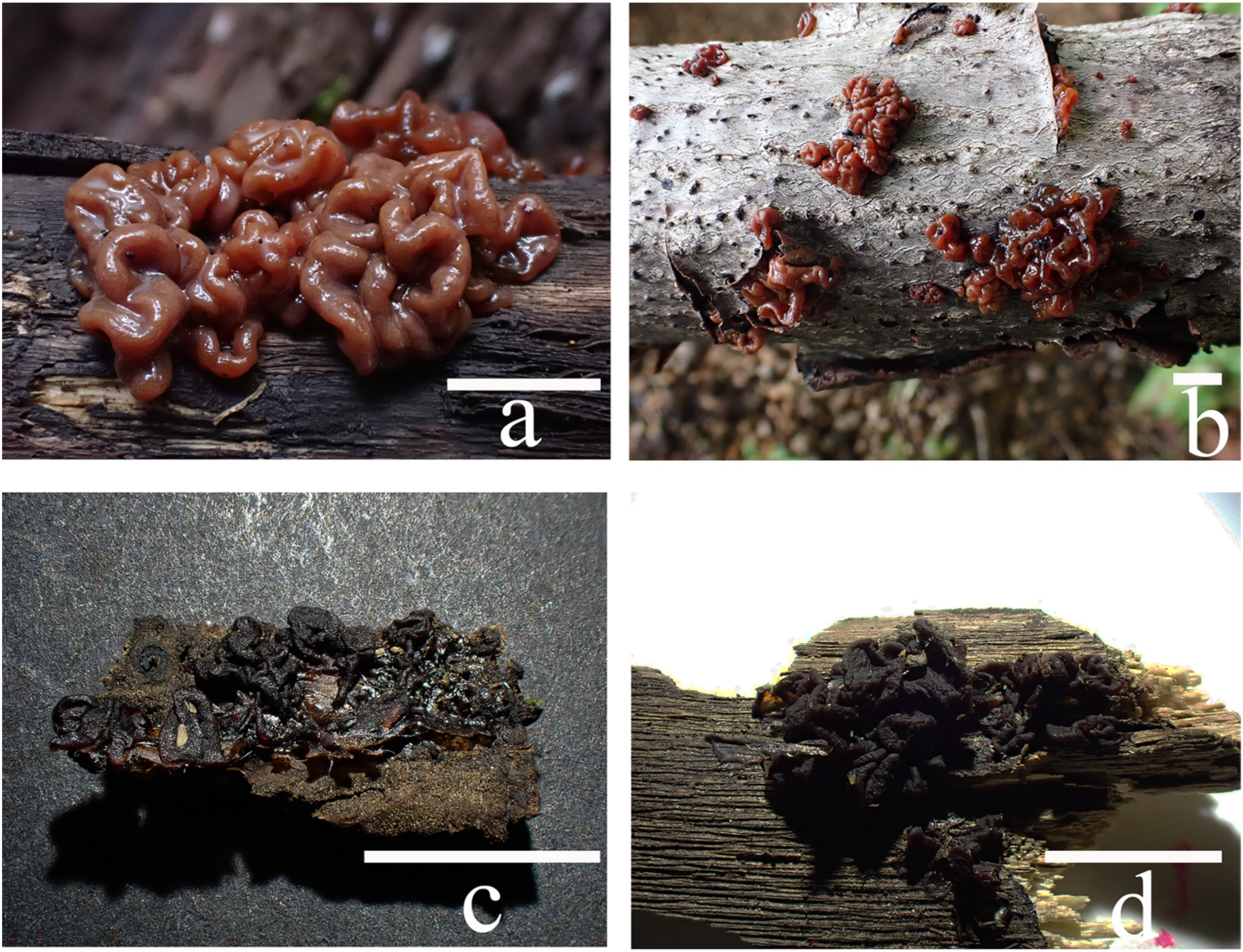 Jof 10 00480 g003 Jof 10 00480 g003