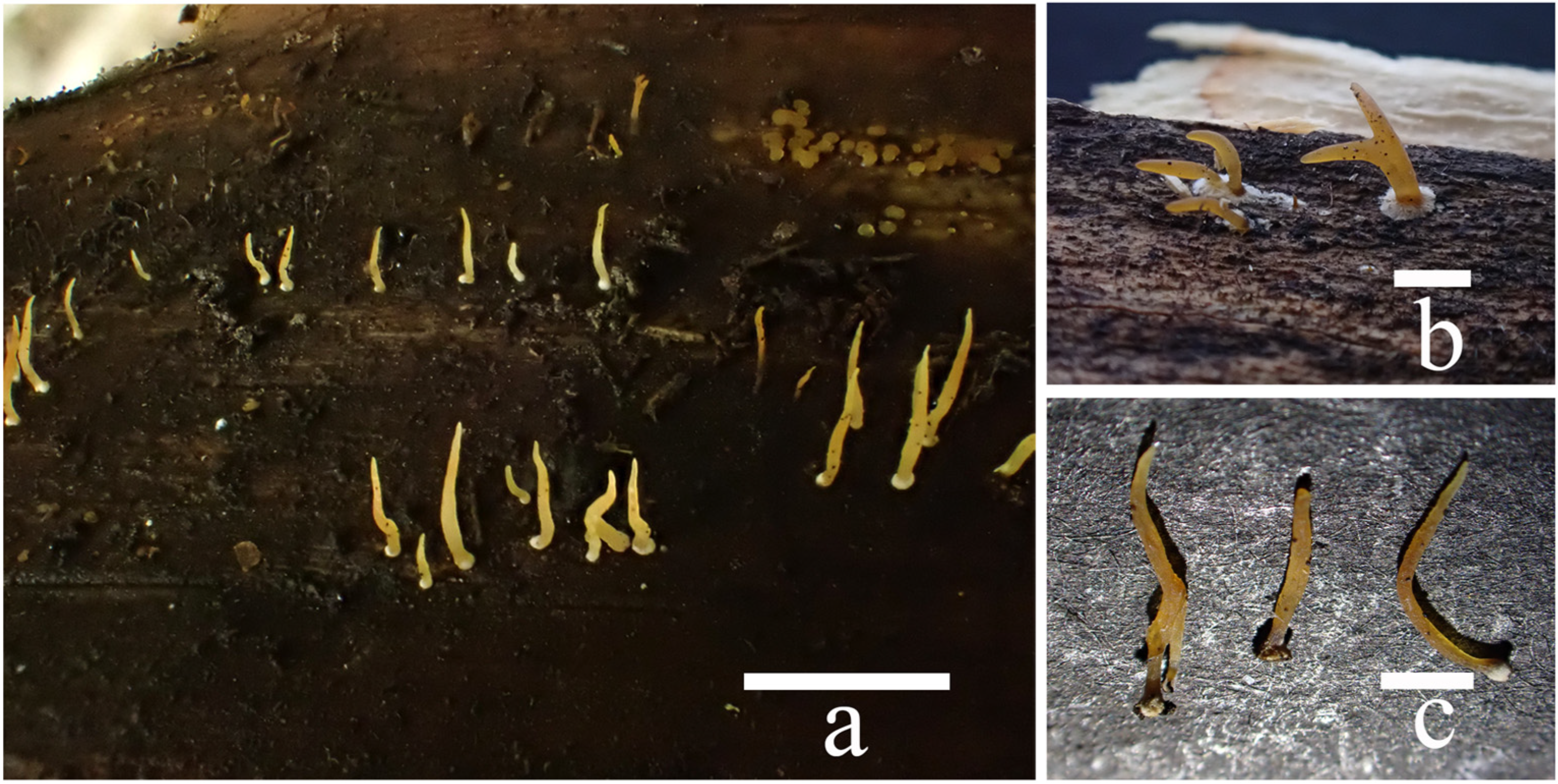 Jof 10 00480 g005 Jof 10 00480 g005