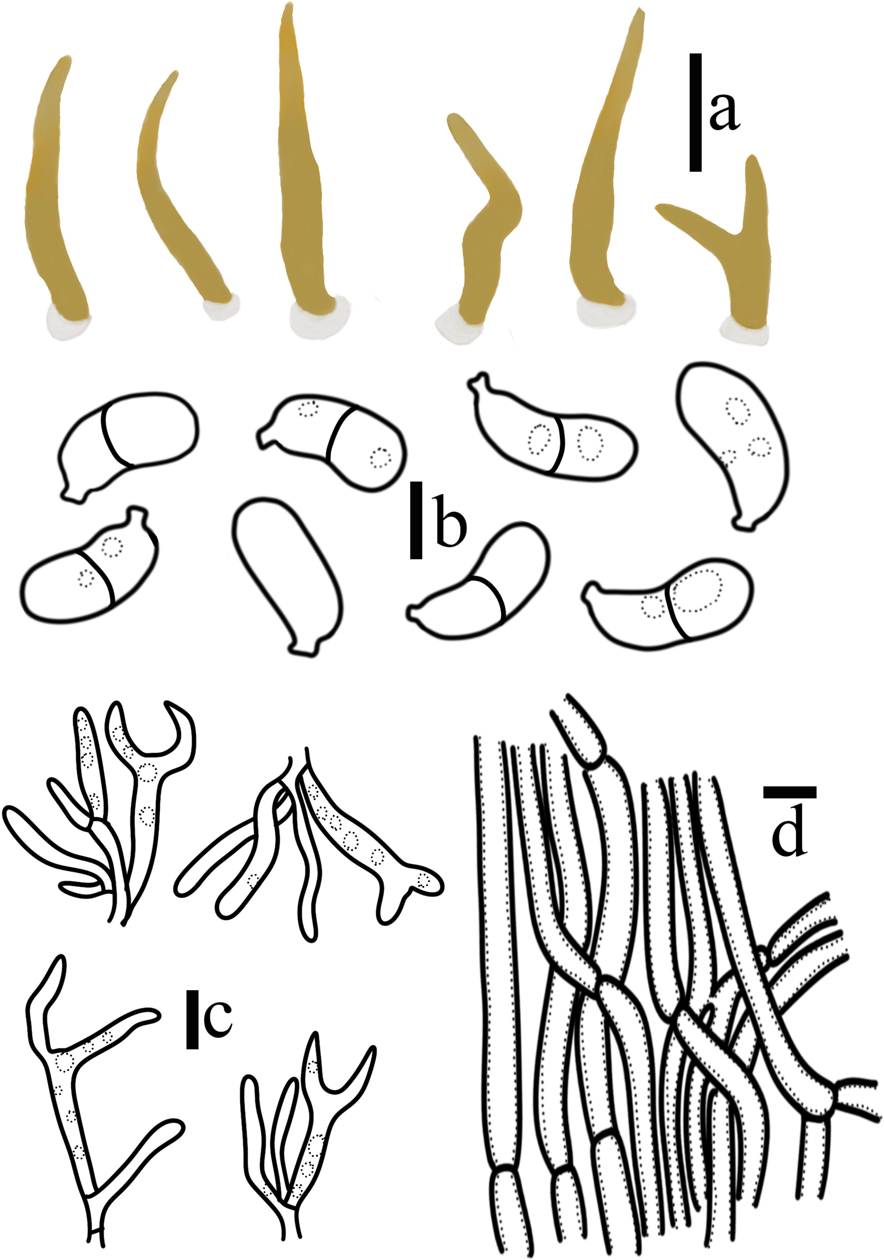 Jof 10 00480 g006 Jof 10 00480 g006