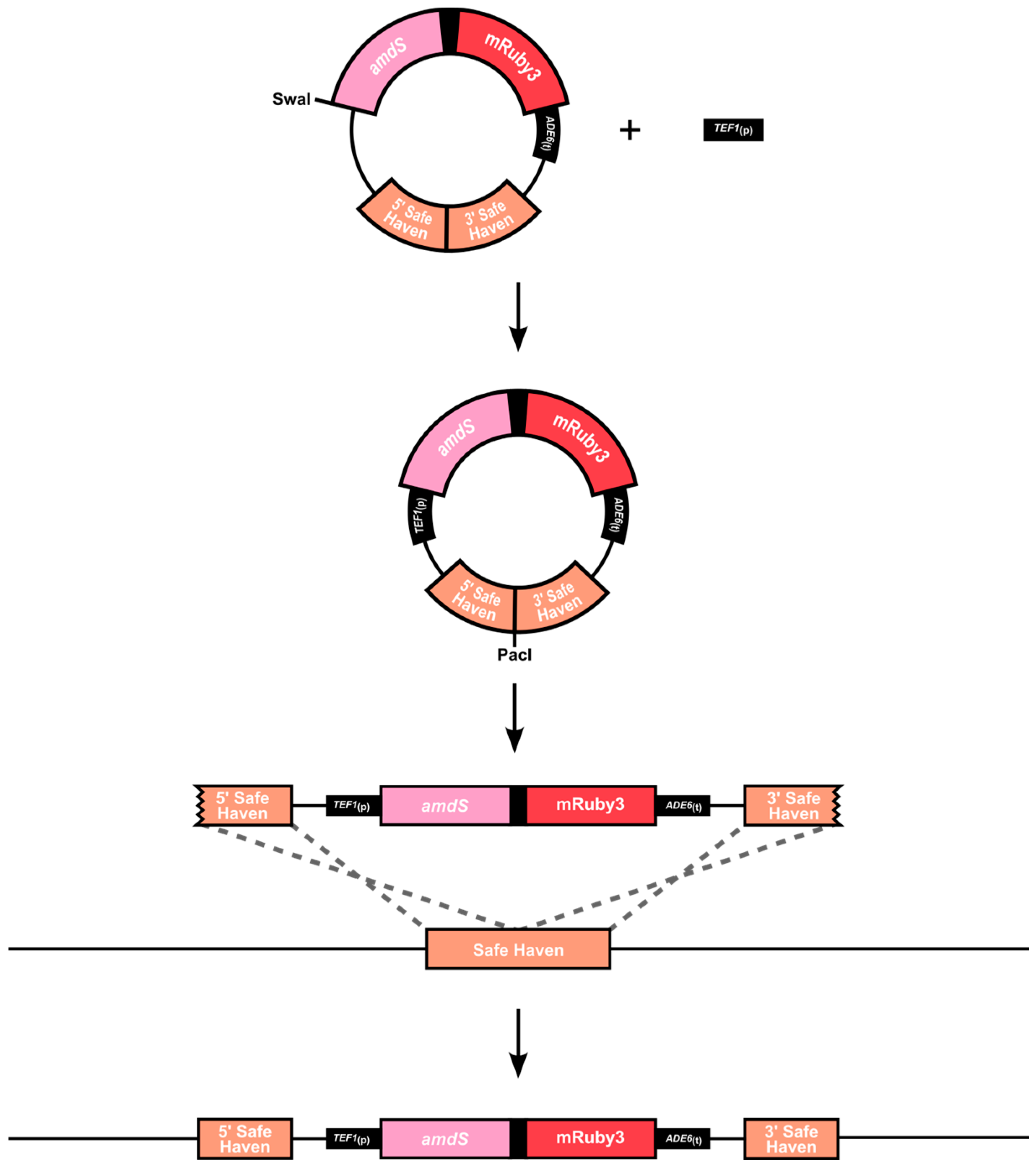 Jof 10 00567 g001 Jof 10 00567 g001