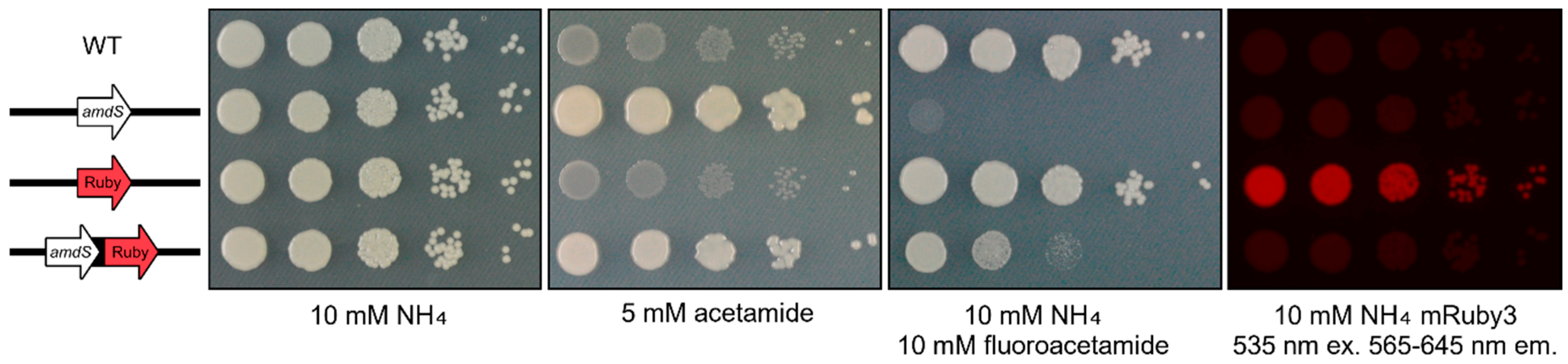 Jof 10 00567 g002 Jof 10 00567 g002