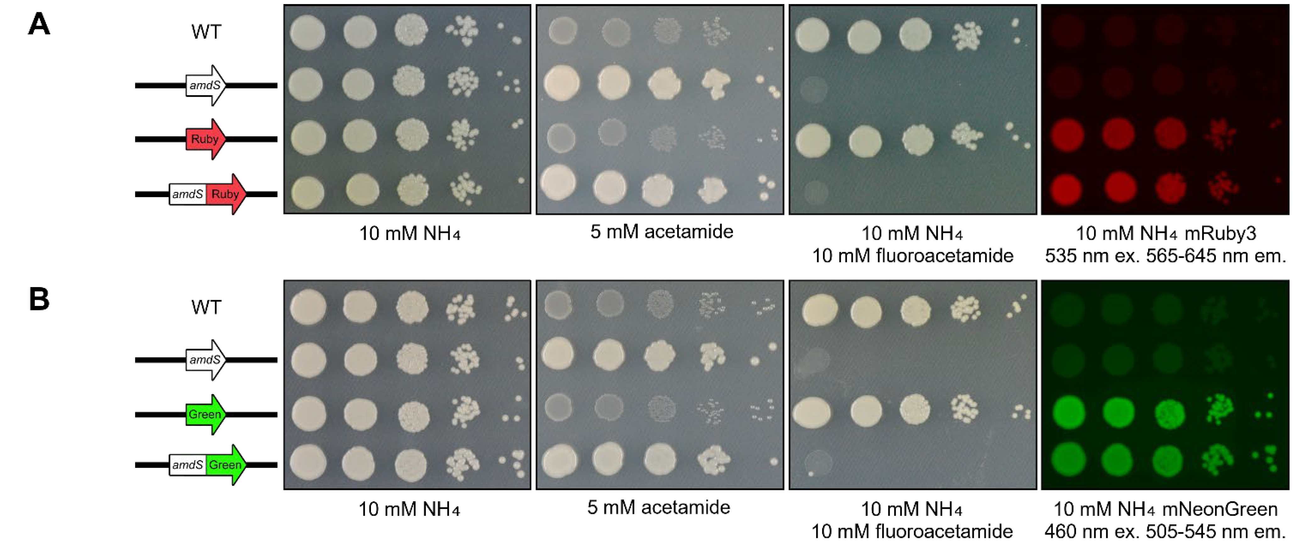 Jof 10 00567 g003 Jof 10 00567 g003