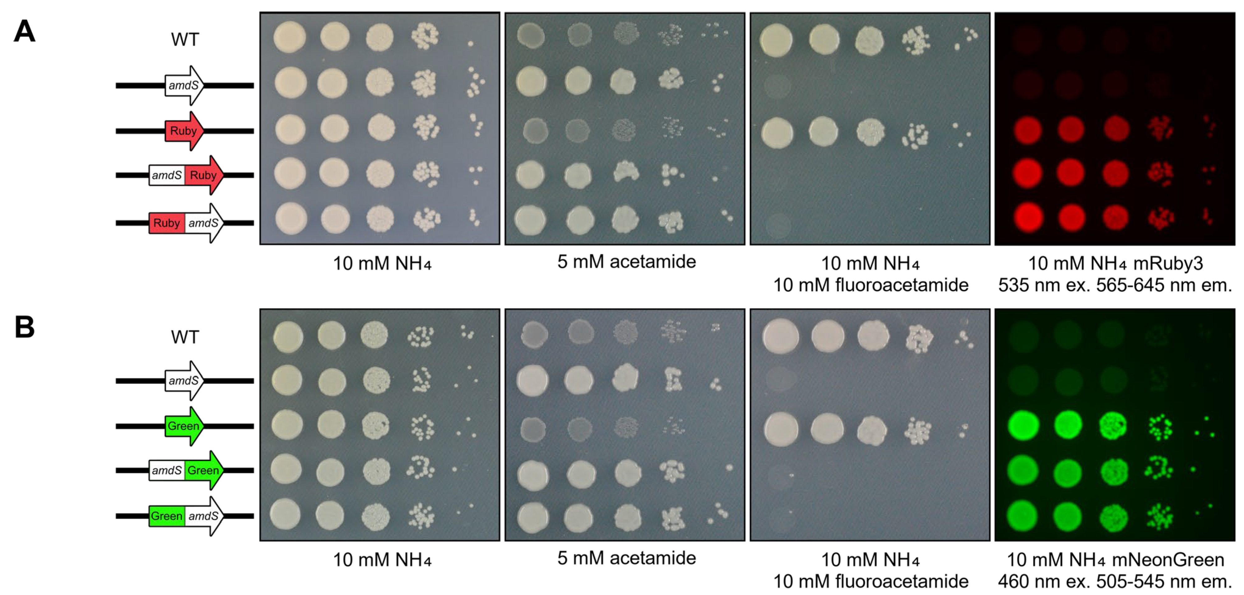 Jof 10 00567 g004 Jof 10 00567 g004