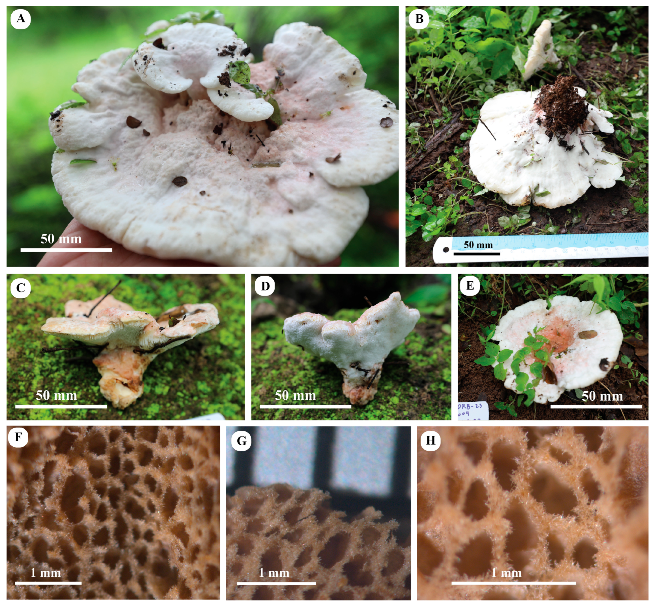 Jof 10 00625 g004 Jof 10 00625 g004