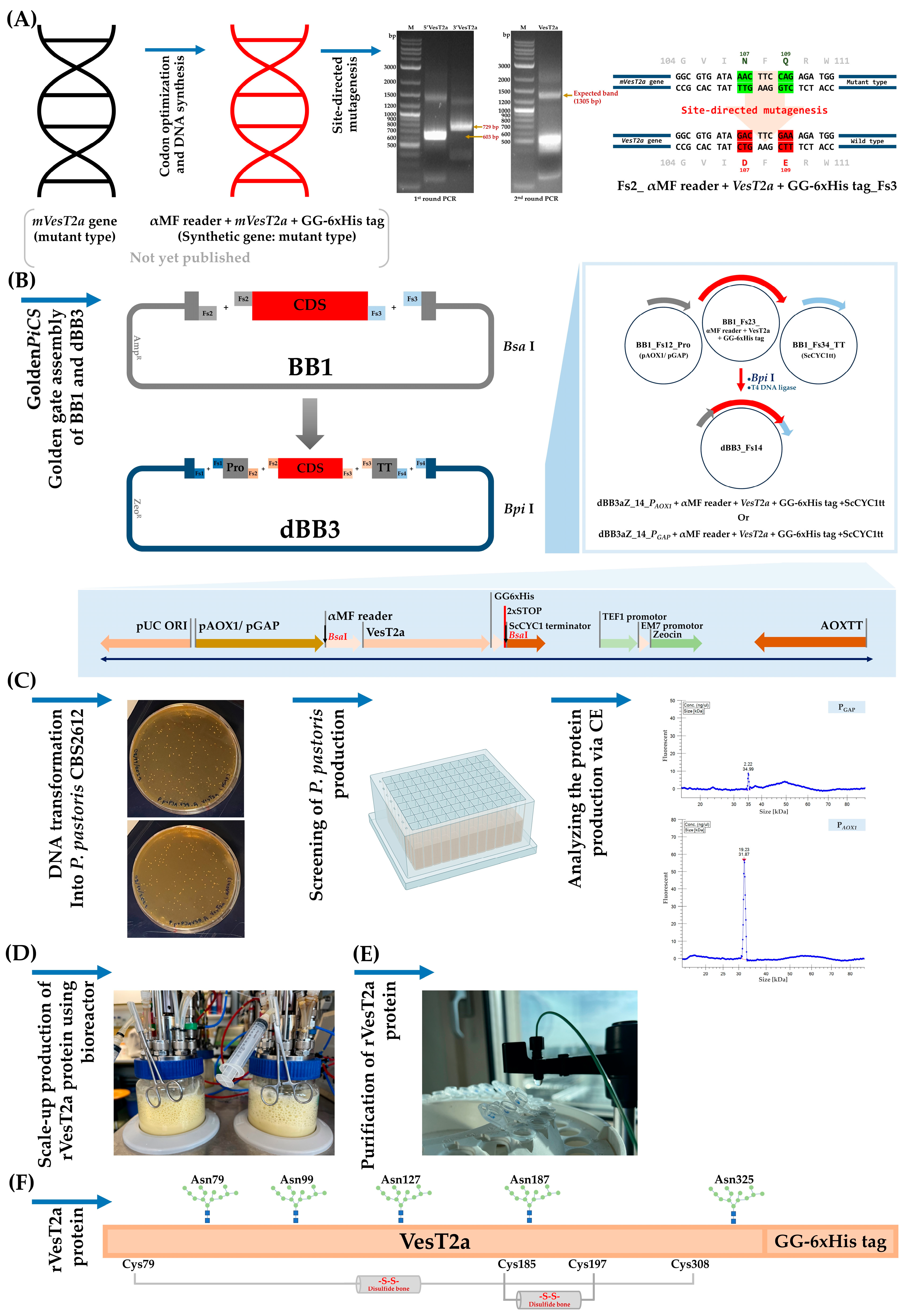 Jof 10 00854 g001 Jof 10 00854 g001