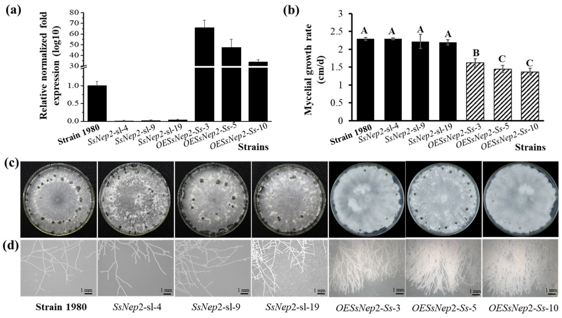 Jof 11 00151 g002 Jof 11 00151 g002