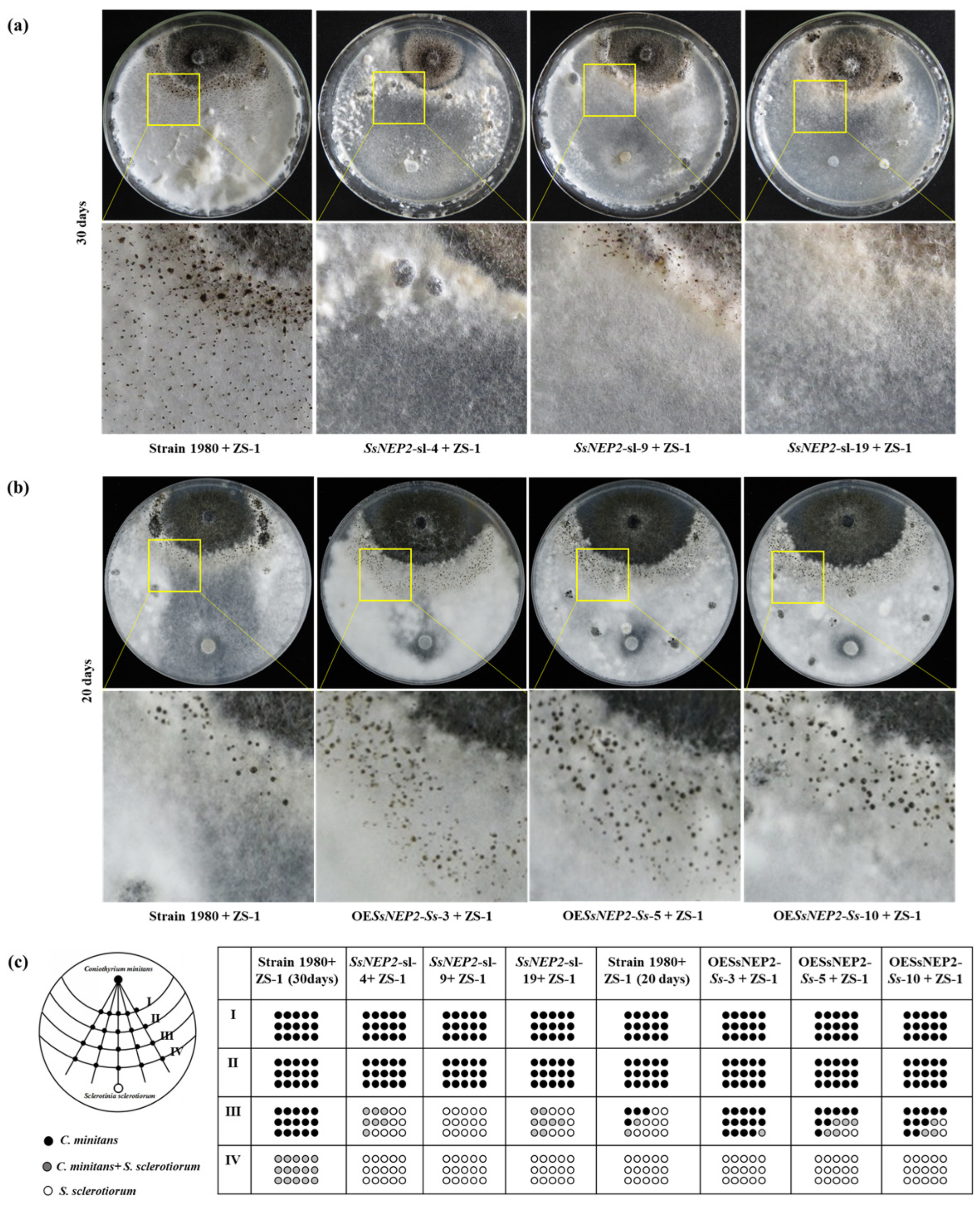 Jof 11 00151 g004 Jof 11 00151 g004