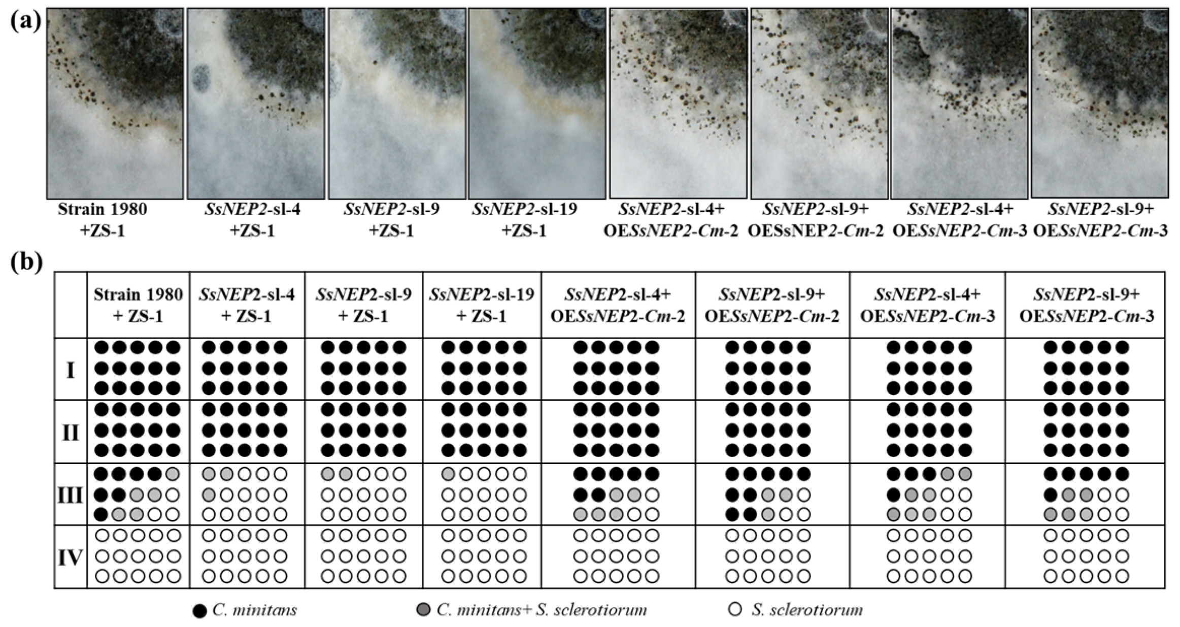 Jof 11 00151 g007 Jof 11 00151 g007