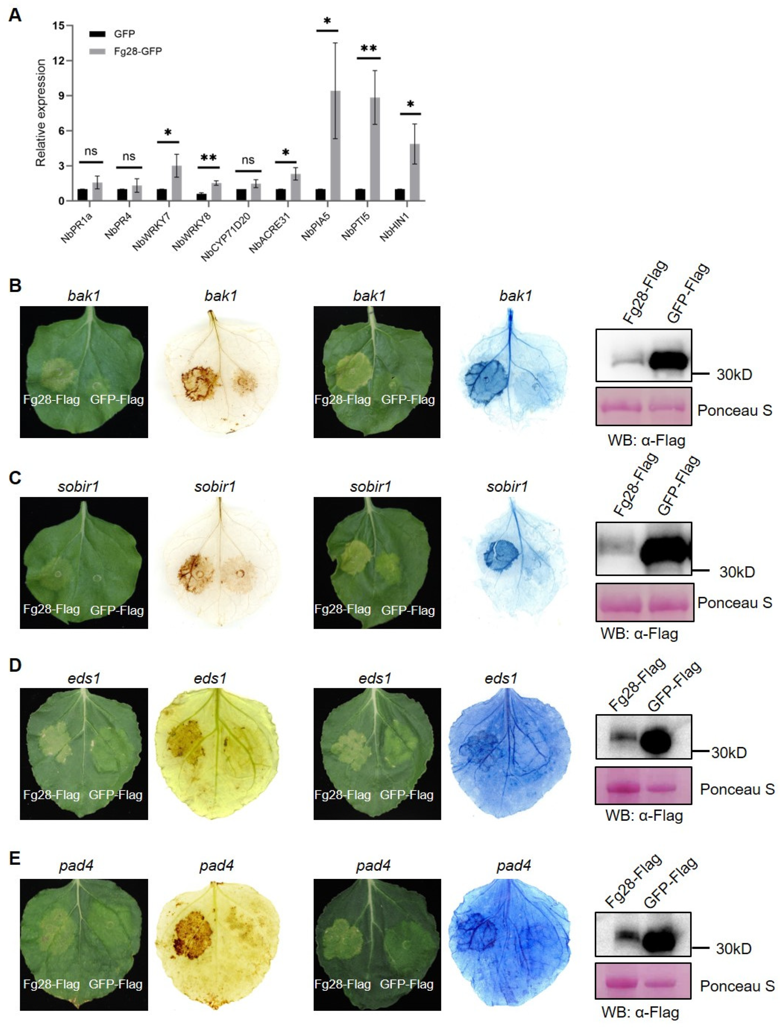 Jof 11 00240 g006 Jof 11 00240 g006