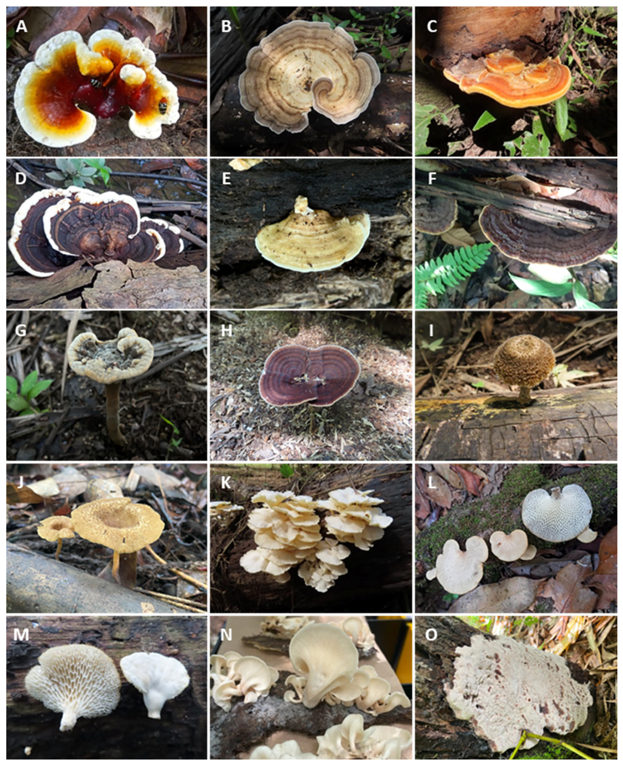 Jof 11 00288 g002 Jof 11 00288 g002