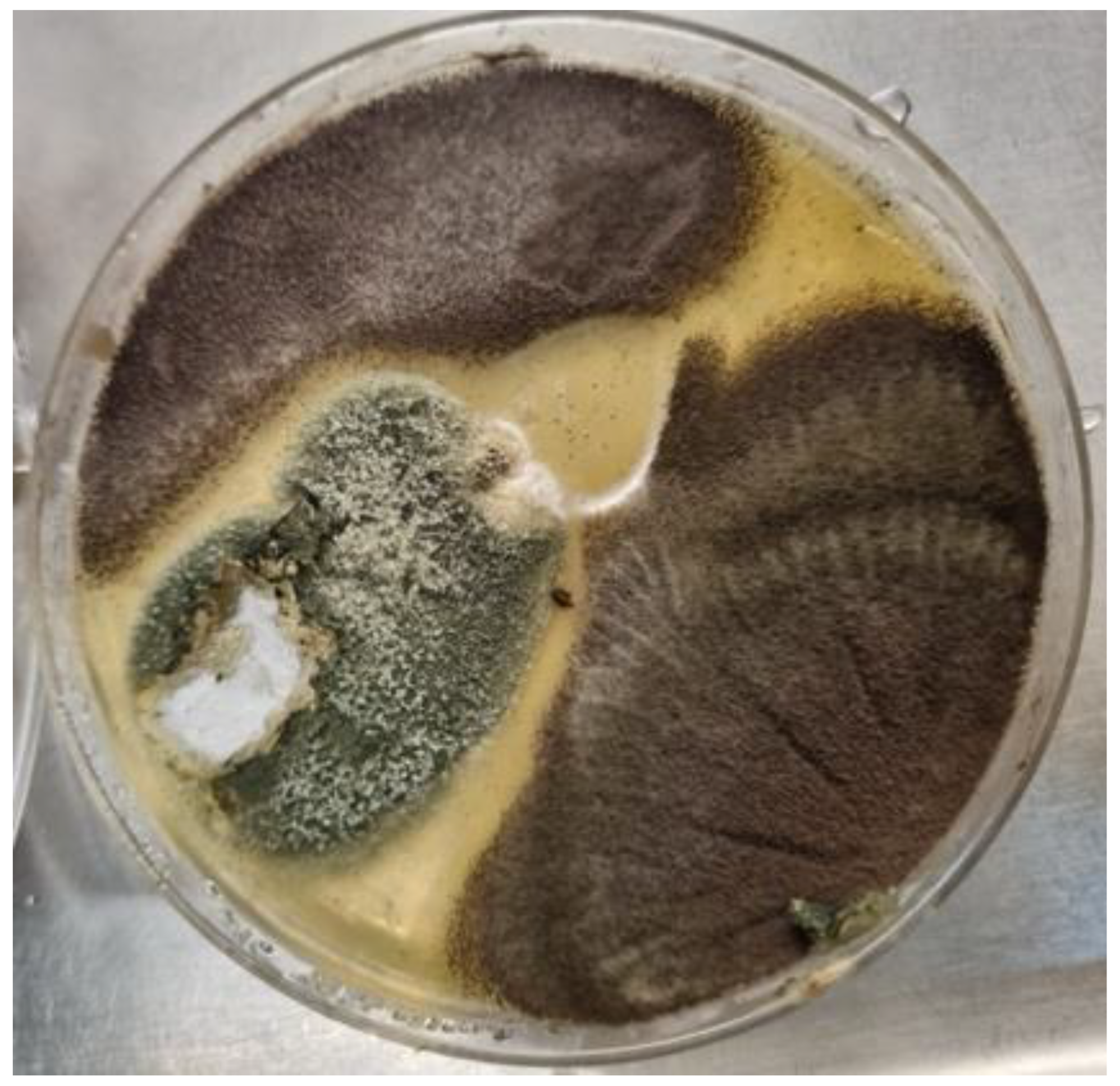 Jof 11 00329 g002 Jof 11 00329 g002