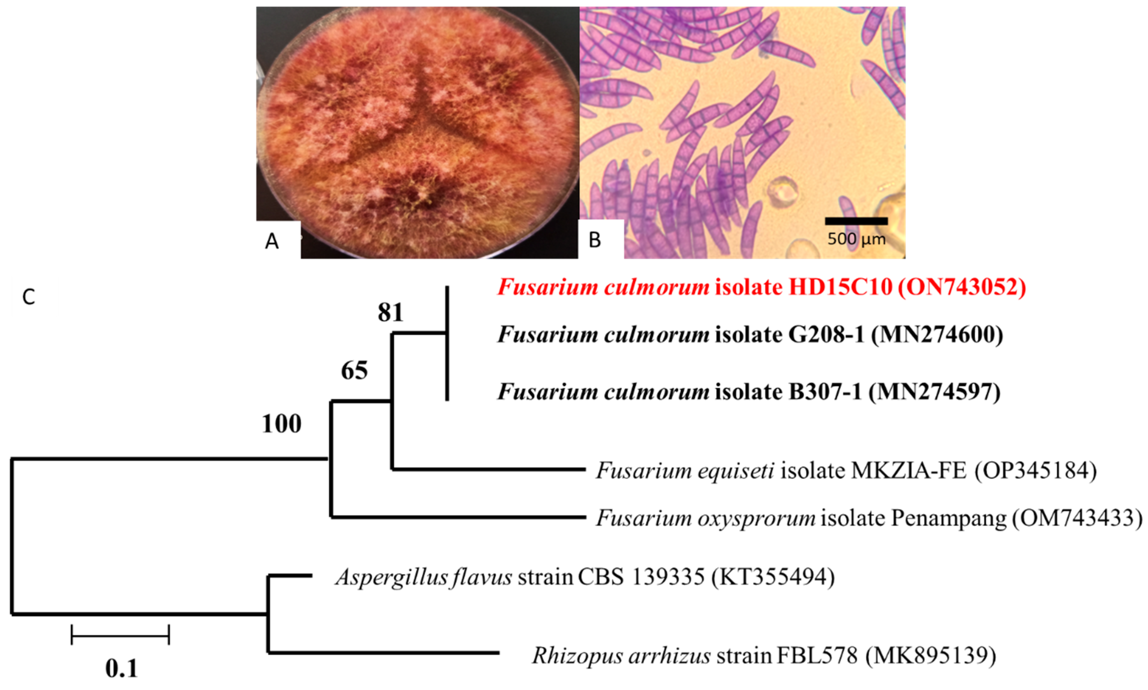 Jof 11 00588 g001 Jof 11 00588 g001