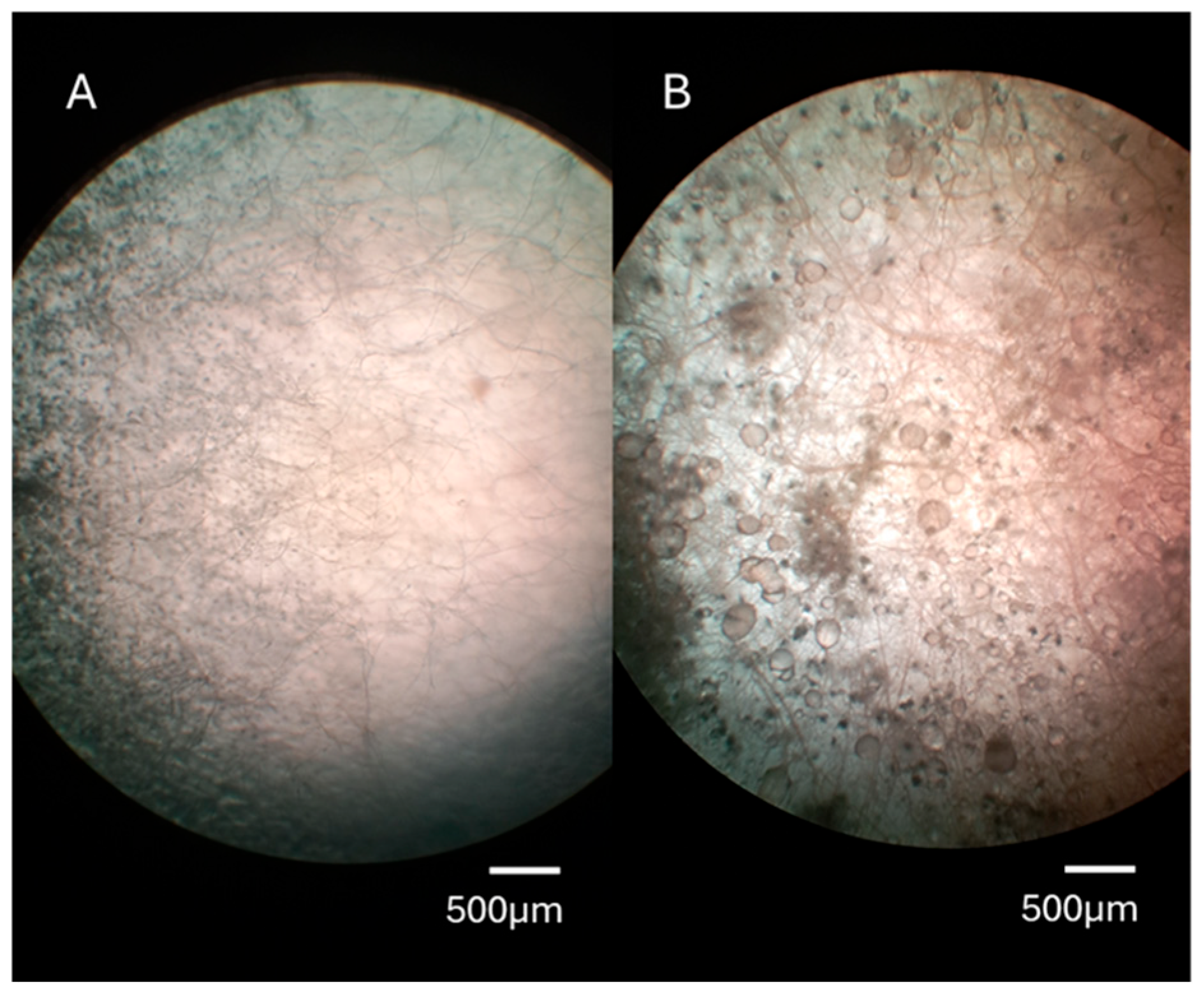 Jof 11 00588 g004 Jof 11 00588 g004