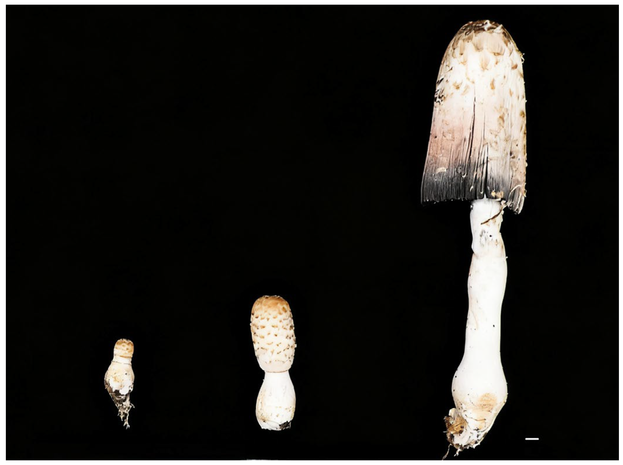 Jof 11 00849 g002 Jof 11 00849 g002