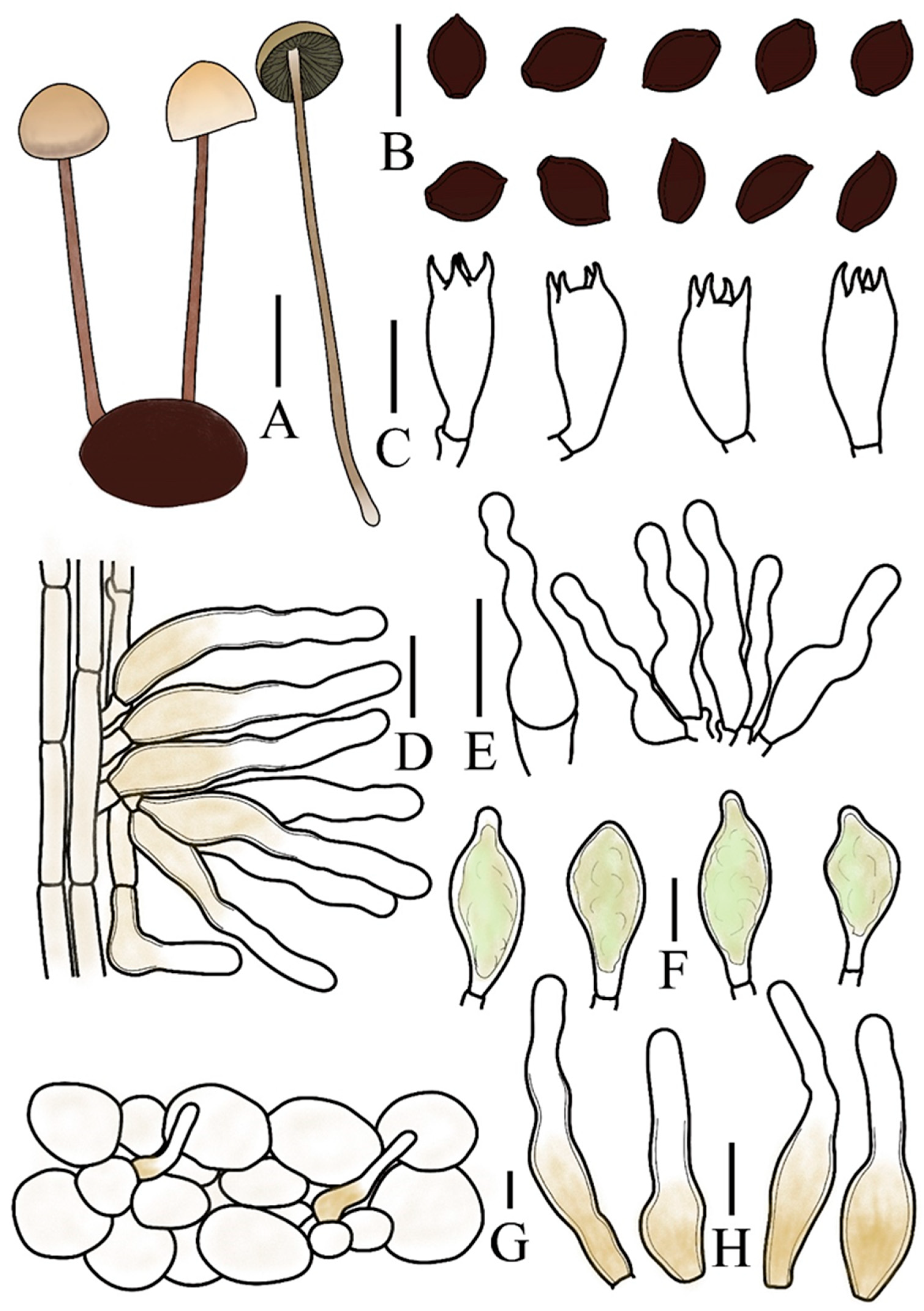 Jof 12 00182 g003 Jof 12 00182 g003