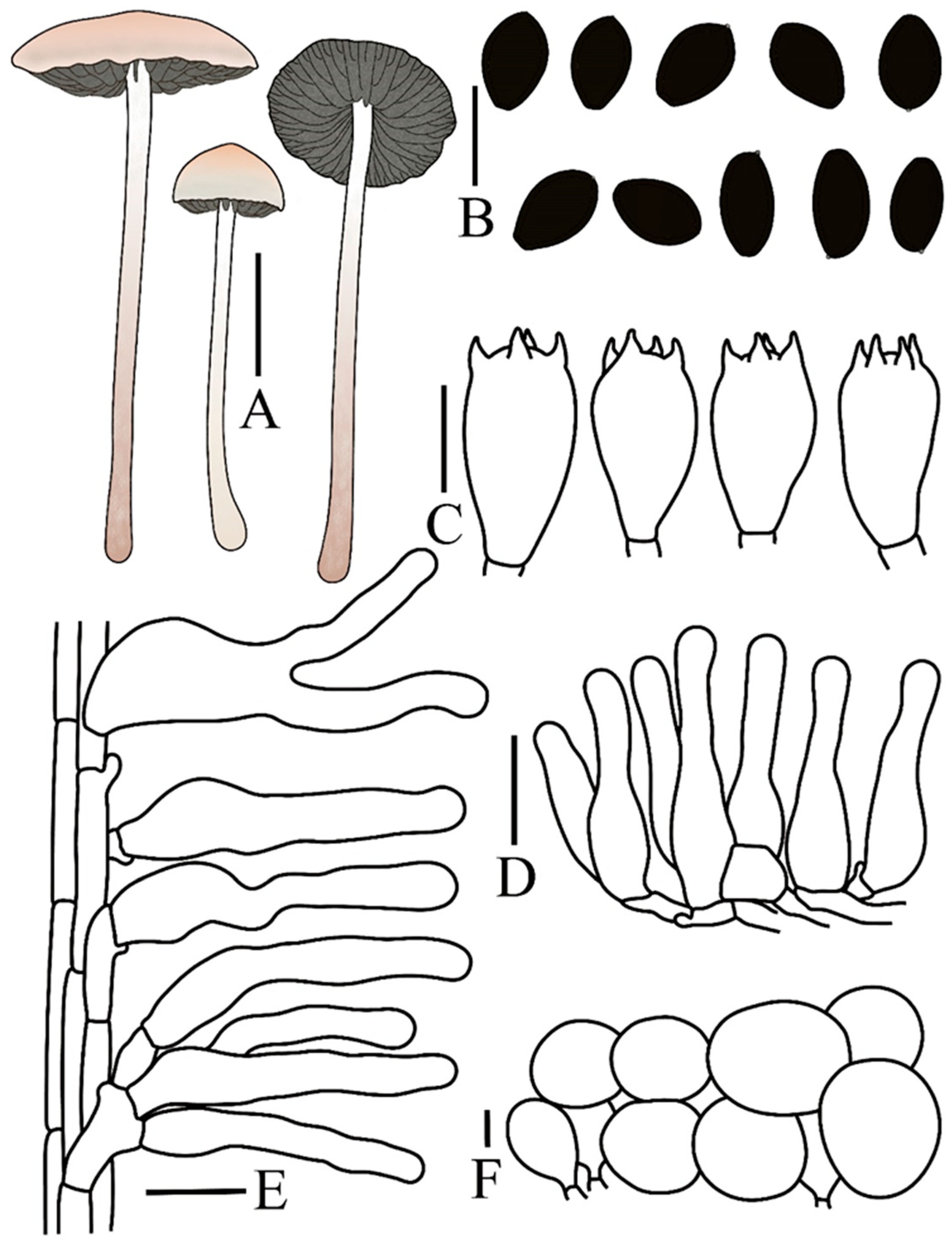 Jof 12 00182 g005 Jof 12 00182 g005