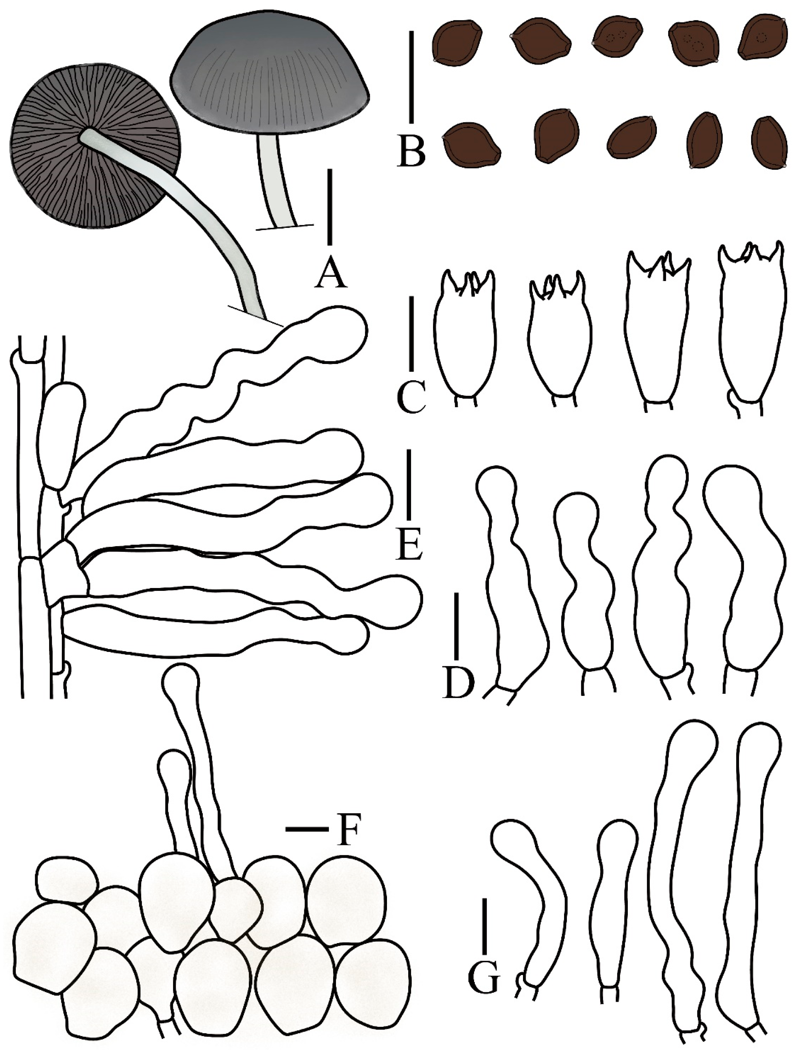 Jof 12 00182 g006 Jof 12 00182 g006