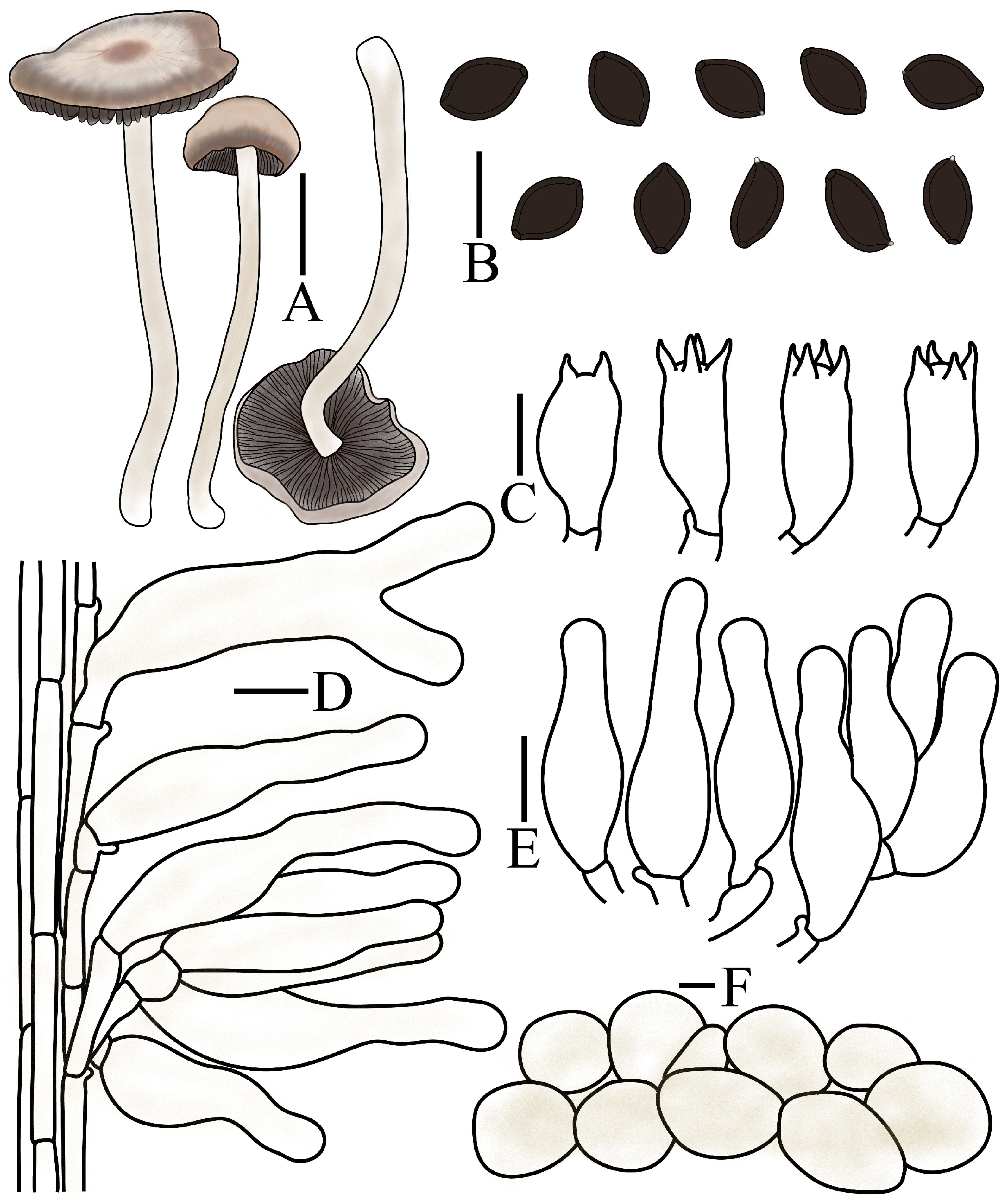 Jof 12 00182 g007 Jof 12 00182 g007