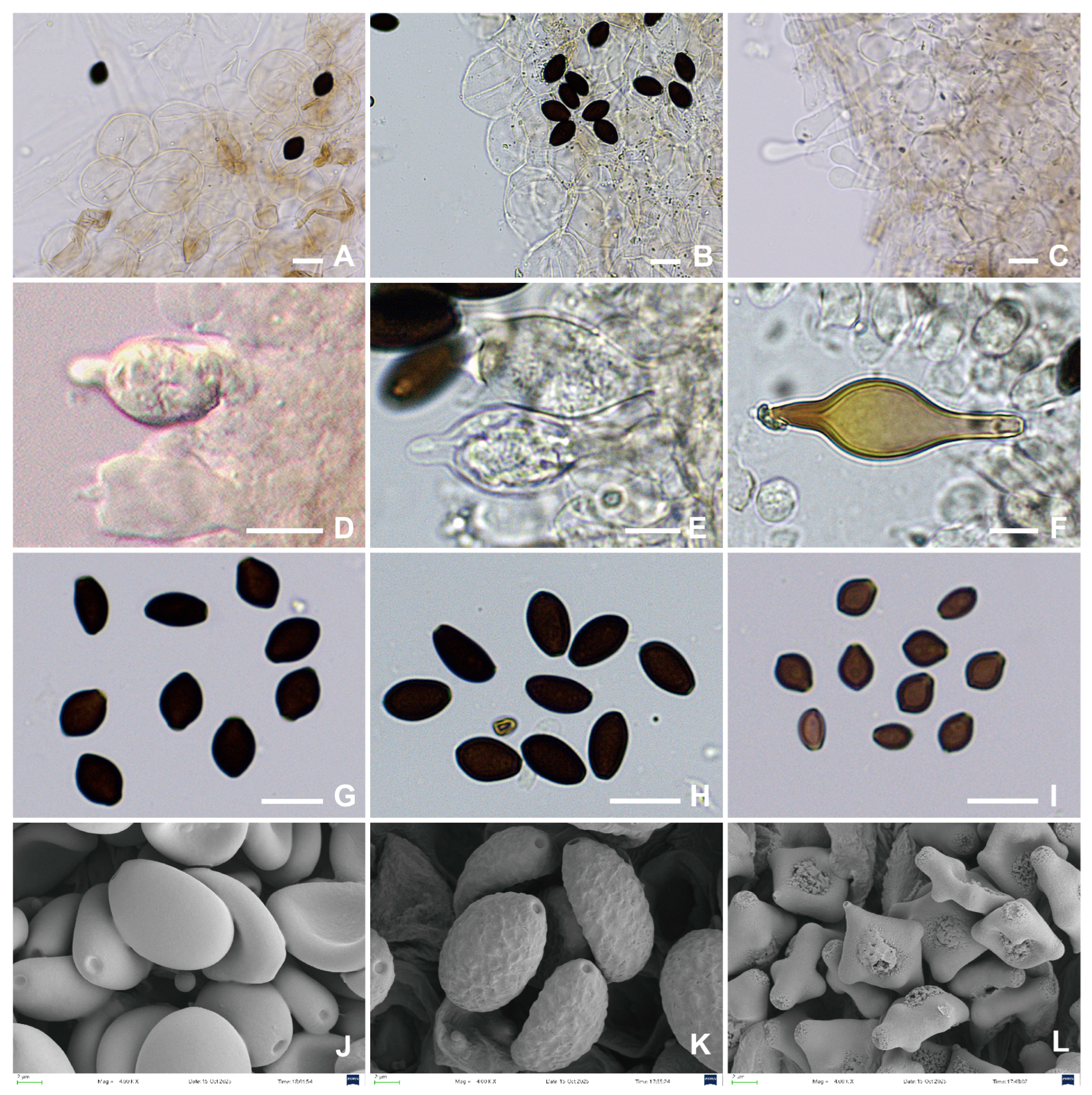 Jof 12 00182 g008 Jof 12 00182 g008