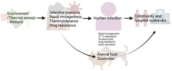 Emerging Yeast Pathogens: Exploring the Potential Role of Antifungal ...