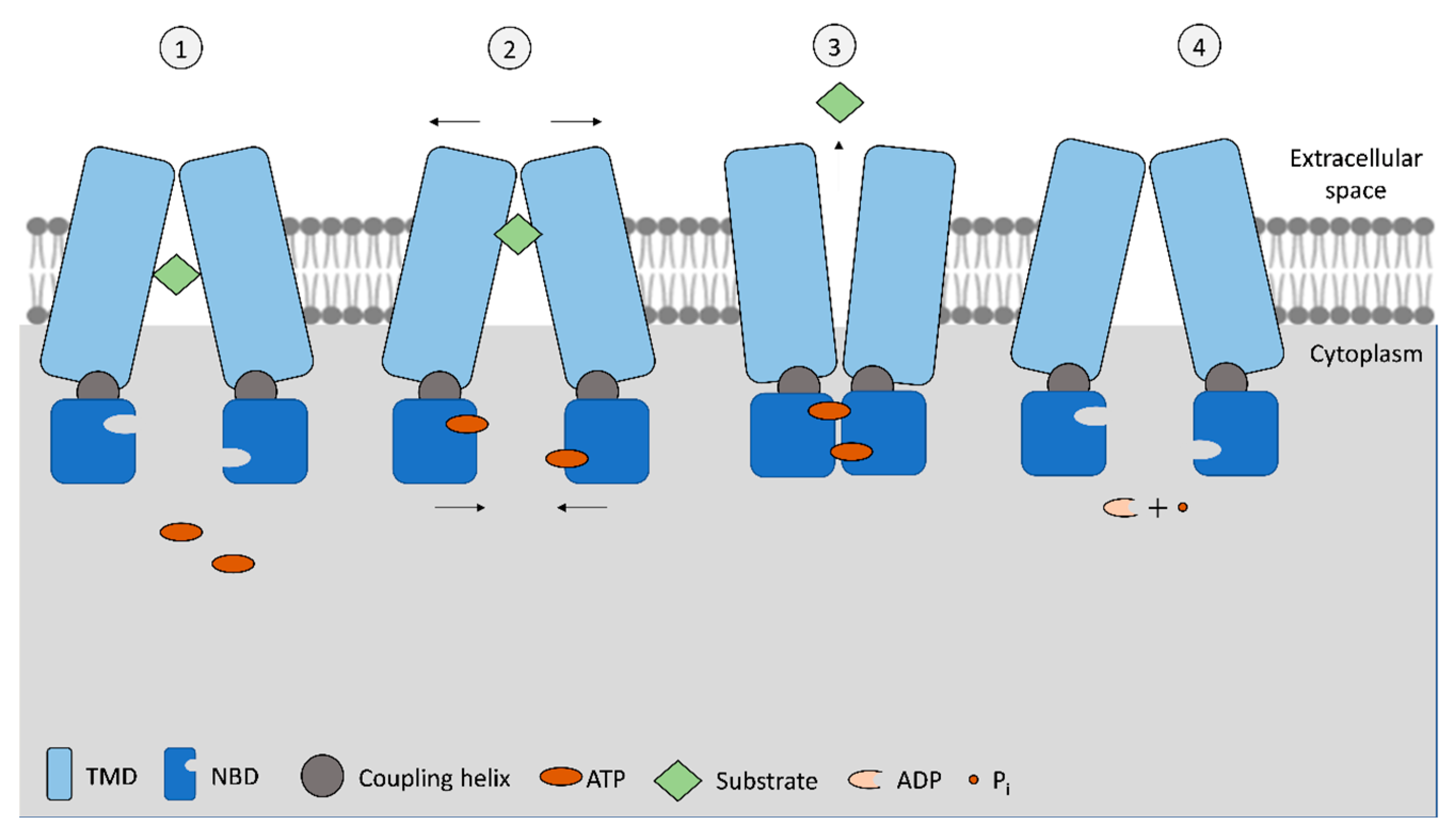 Jox 13 00014 g001 Jox 13 00014 g001