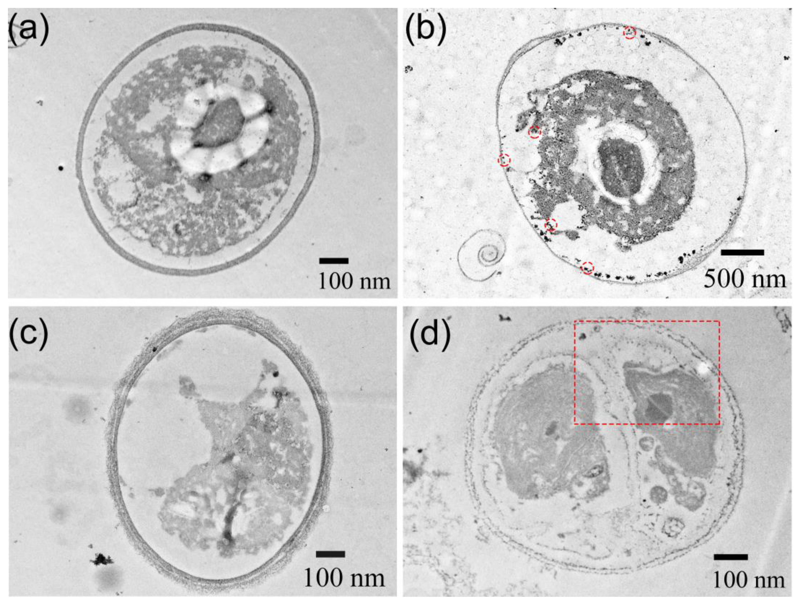 Jox 14 00028 g012 Jox 14 00028 g012