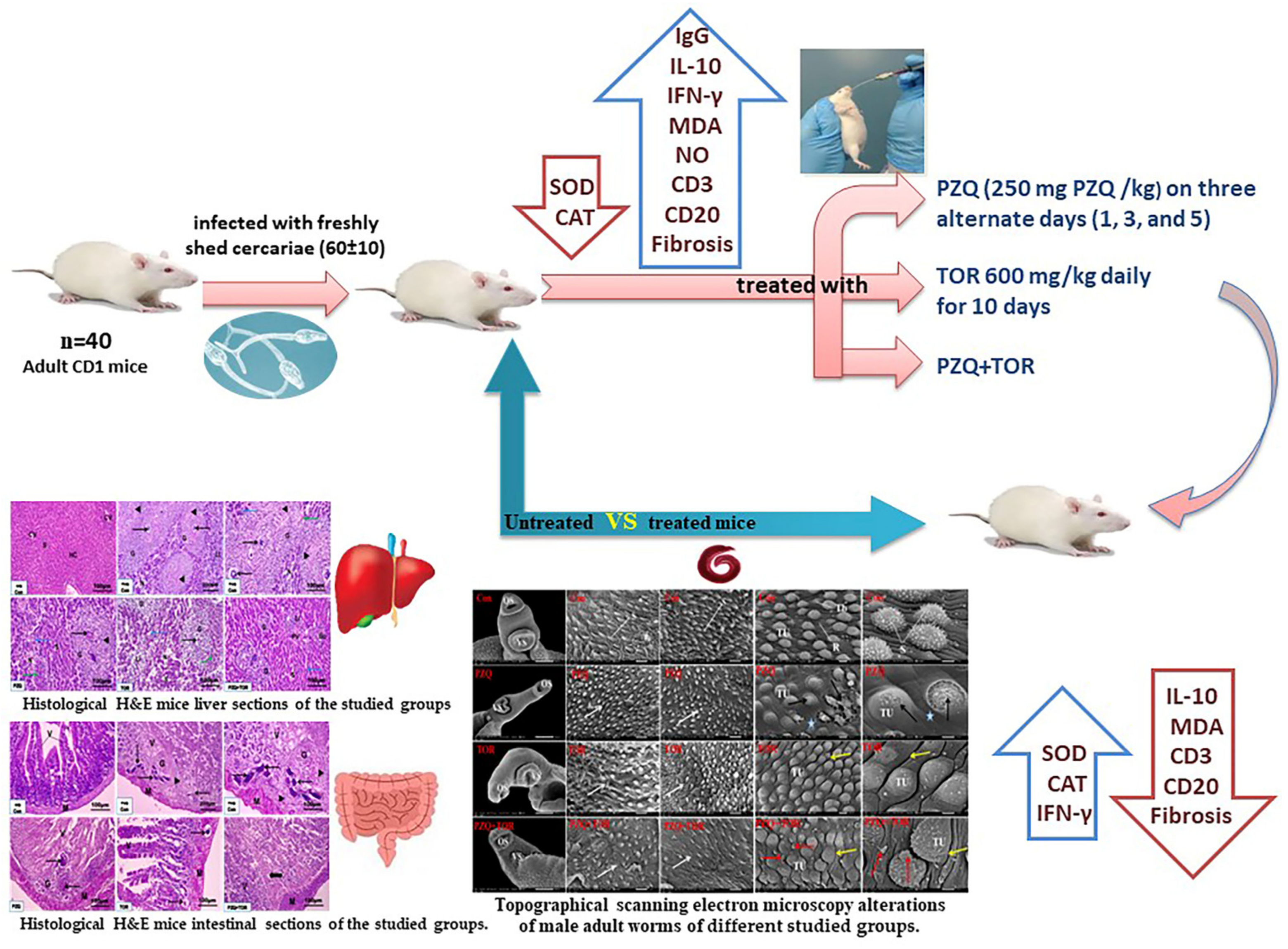 Jox 14 00056 g001 Jox 14 00056 g001