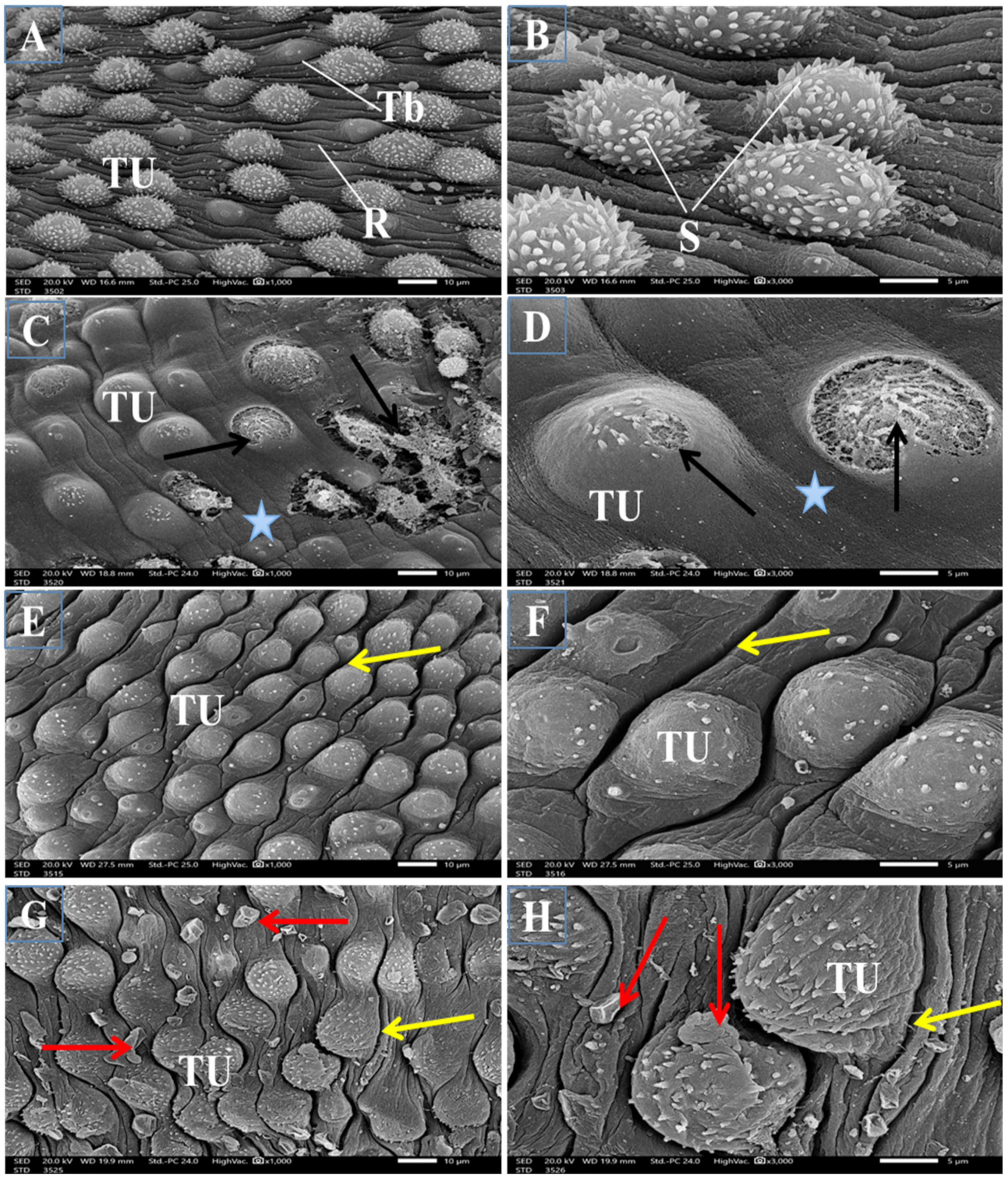 Jox 14 00056 g002 Jox 14 00056 g002